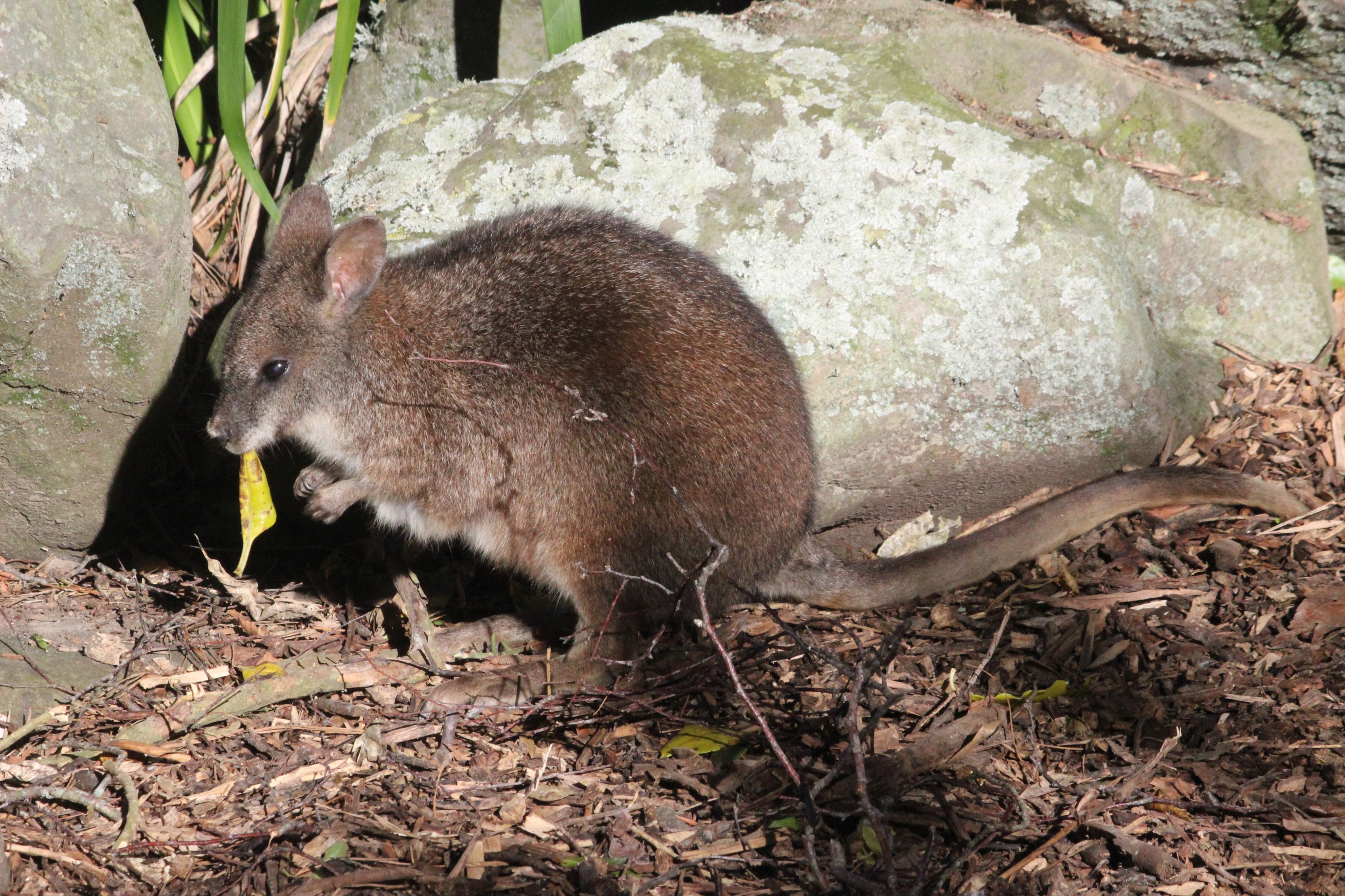 Parma Wallaby