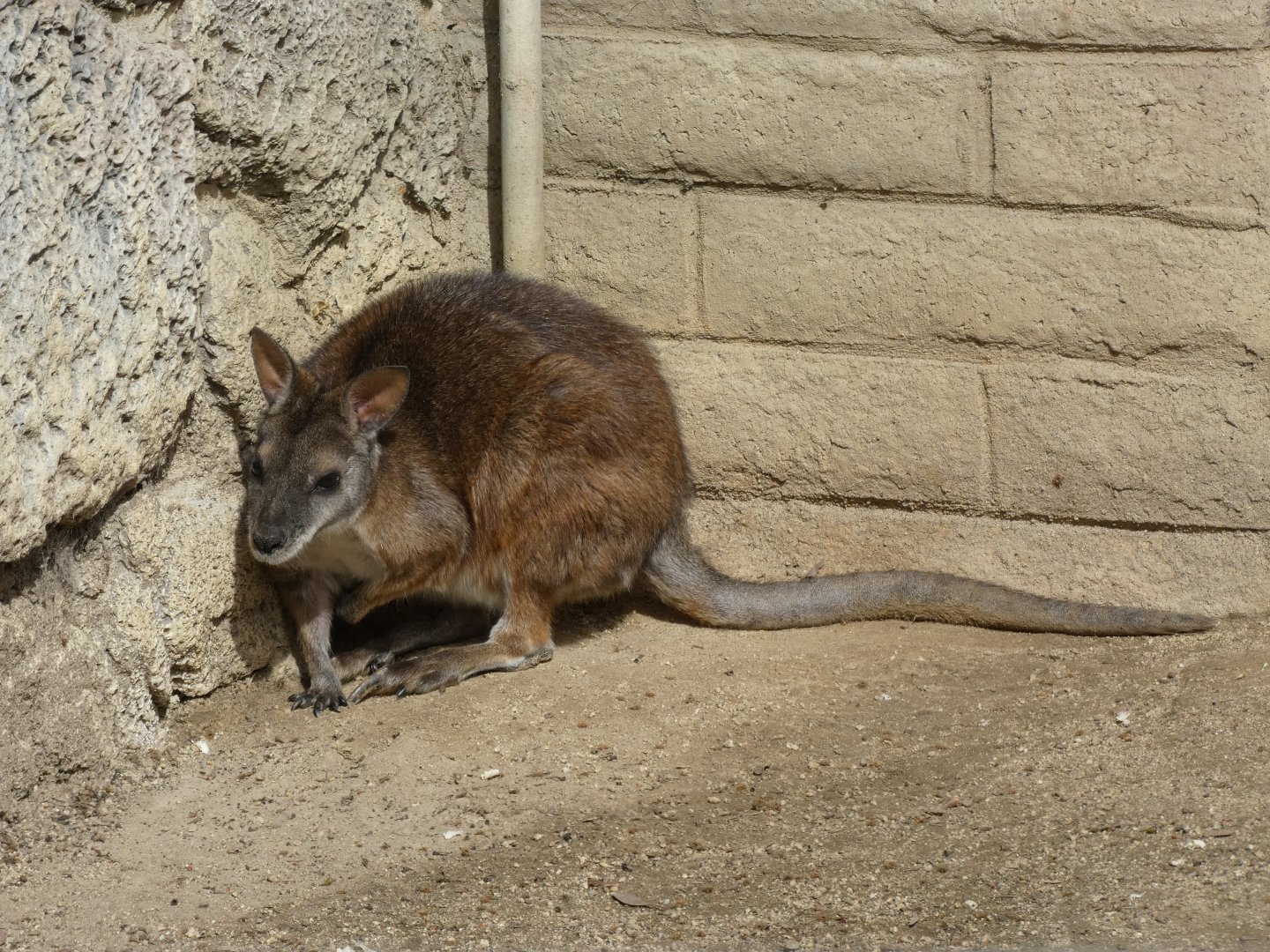Parma wallaby