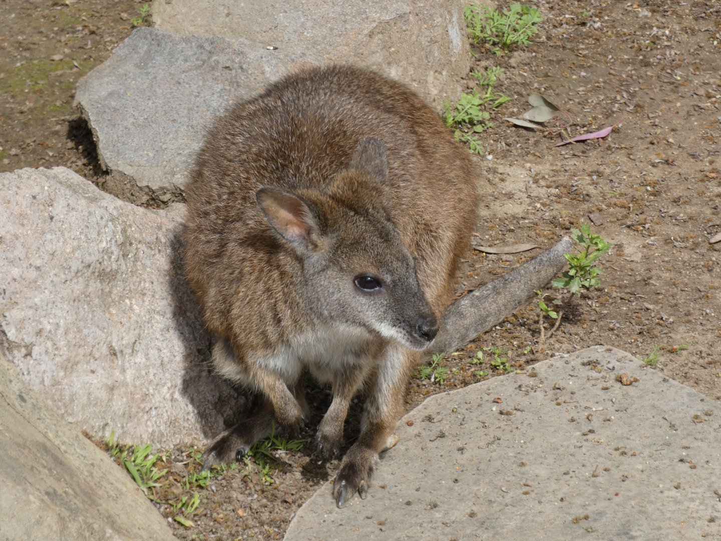 Parma wallaby