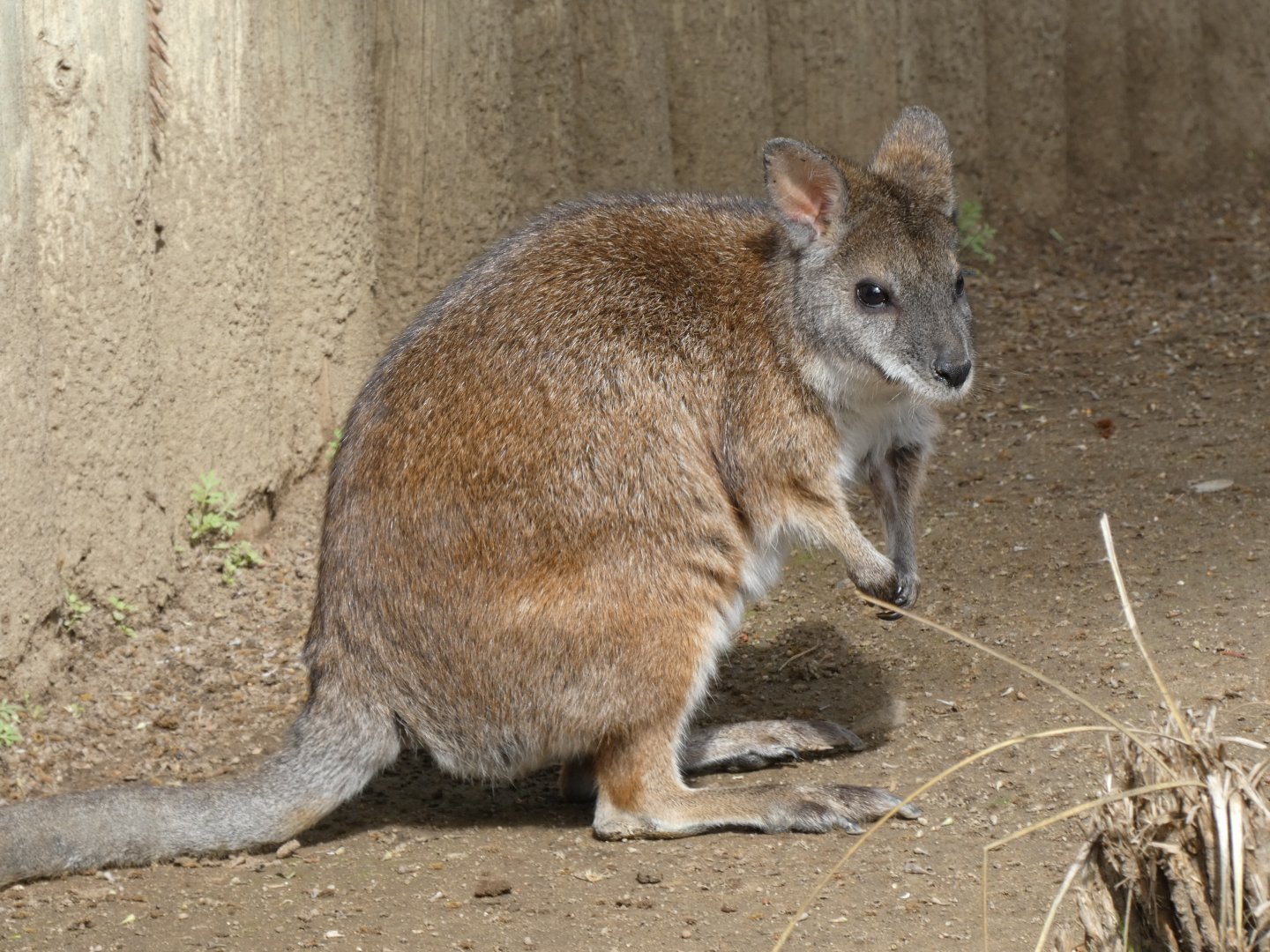 Parma wallaby