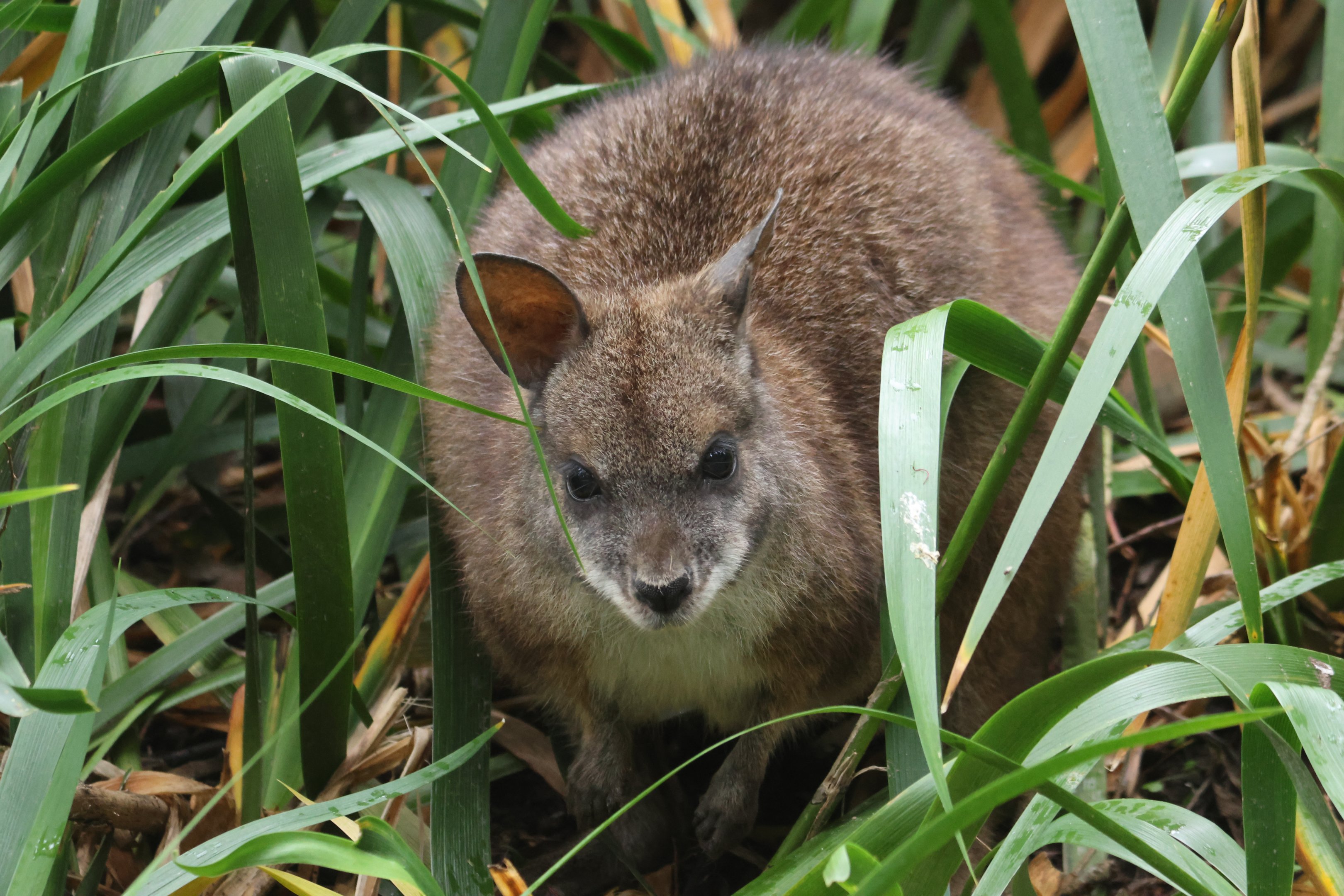 Parma Wallaby