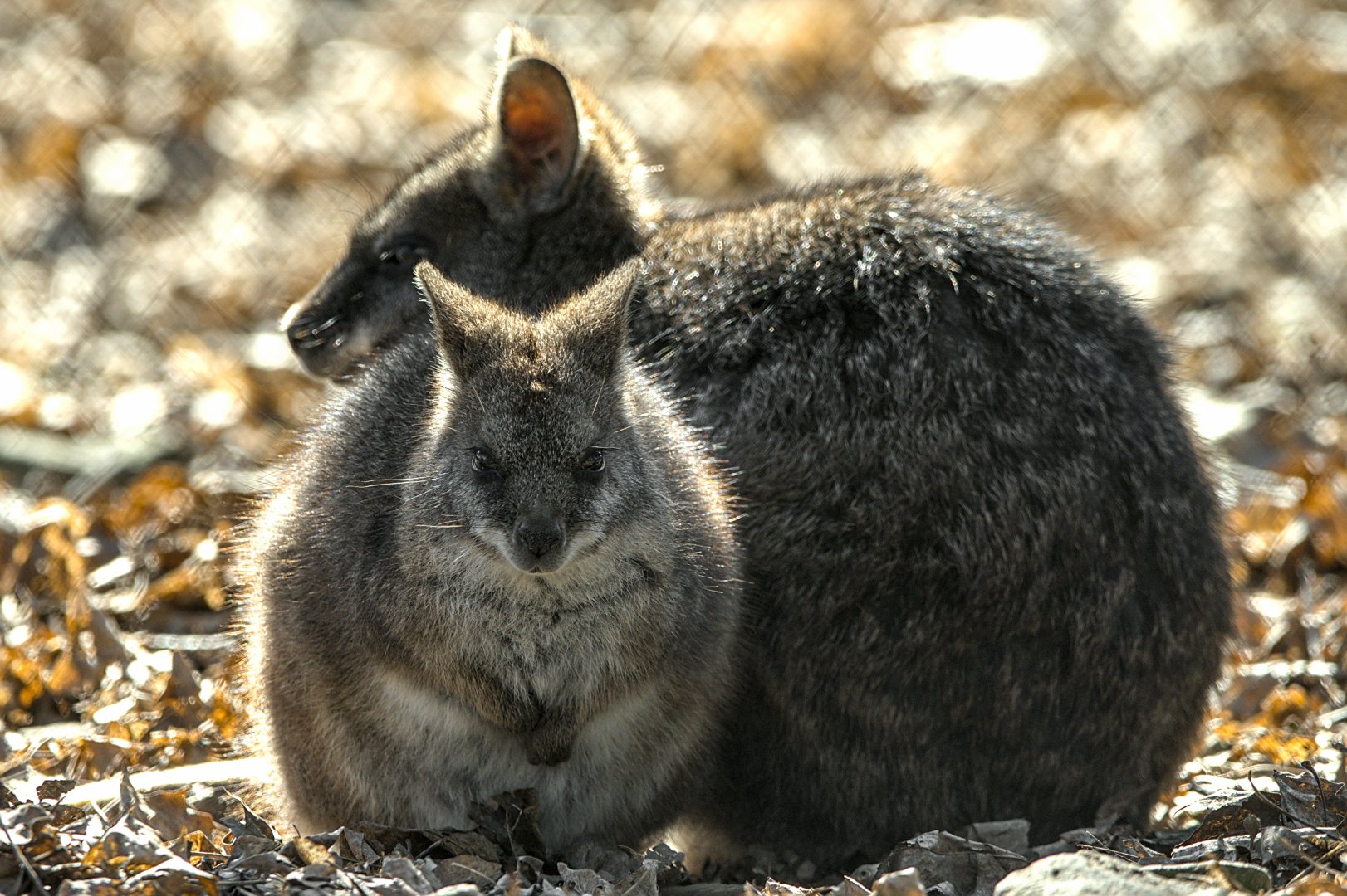 Parma wallaby