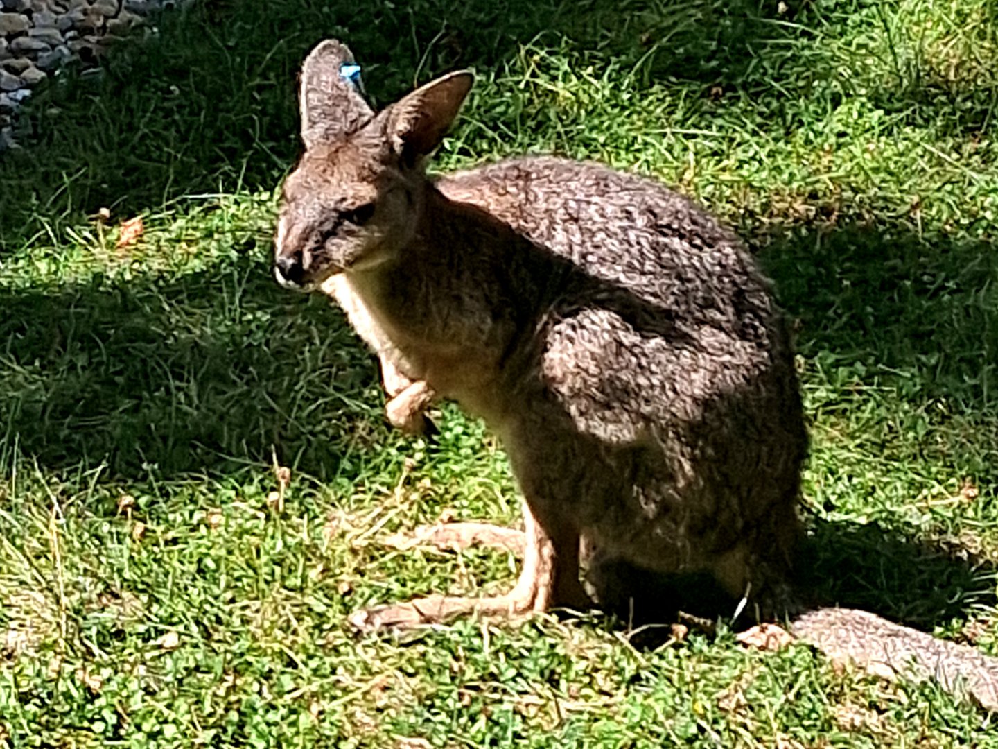 Parma wallaby