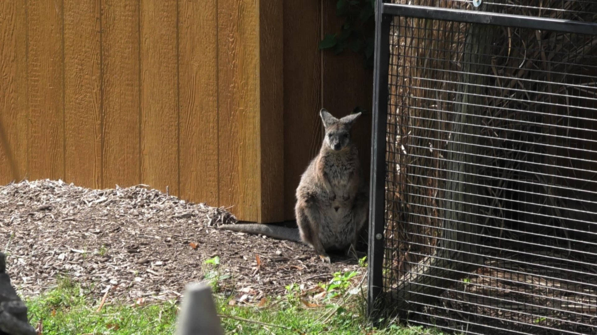 Parma wallaby