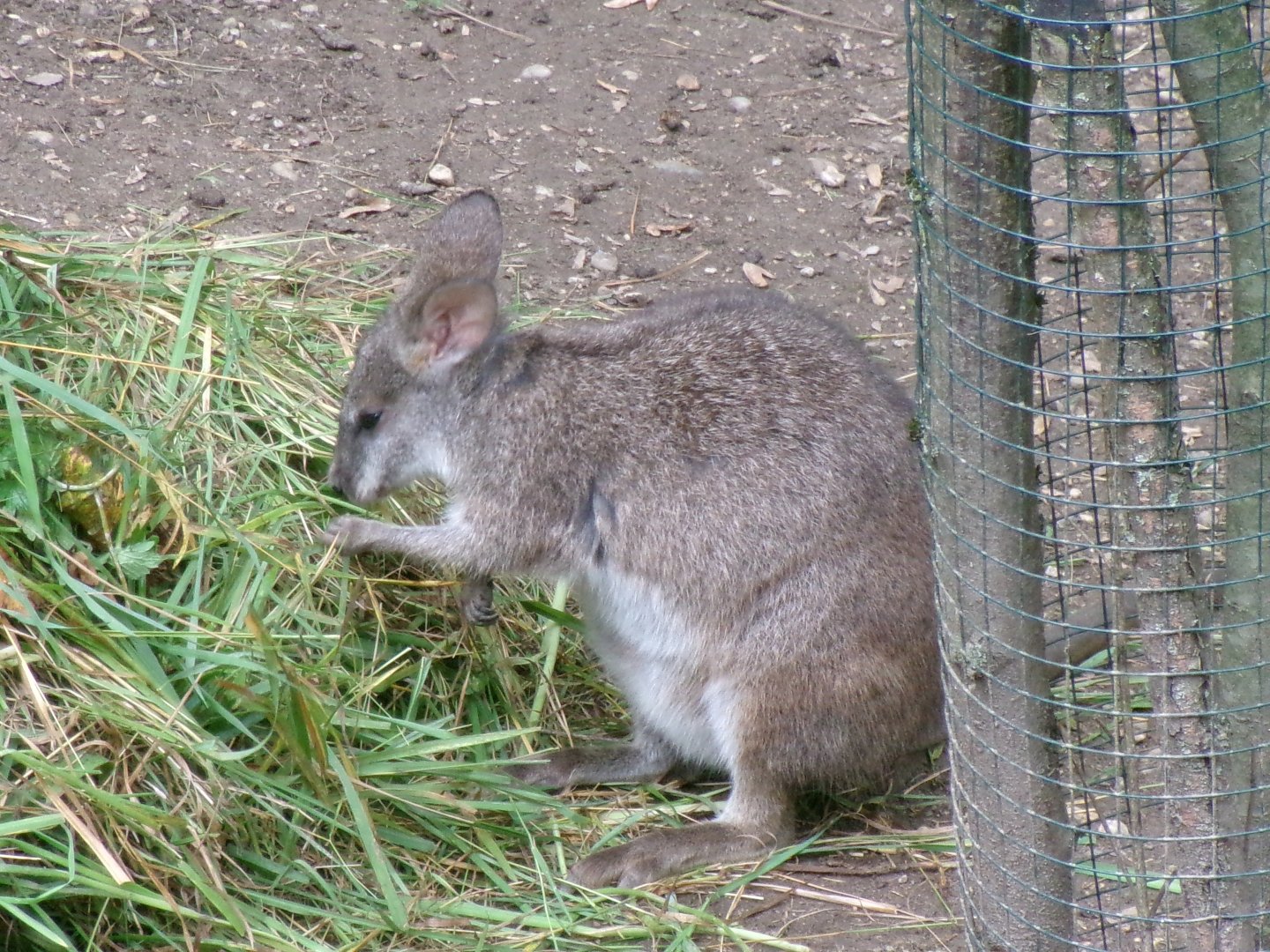 Parma wallaby