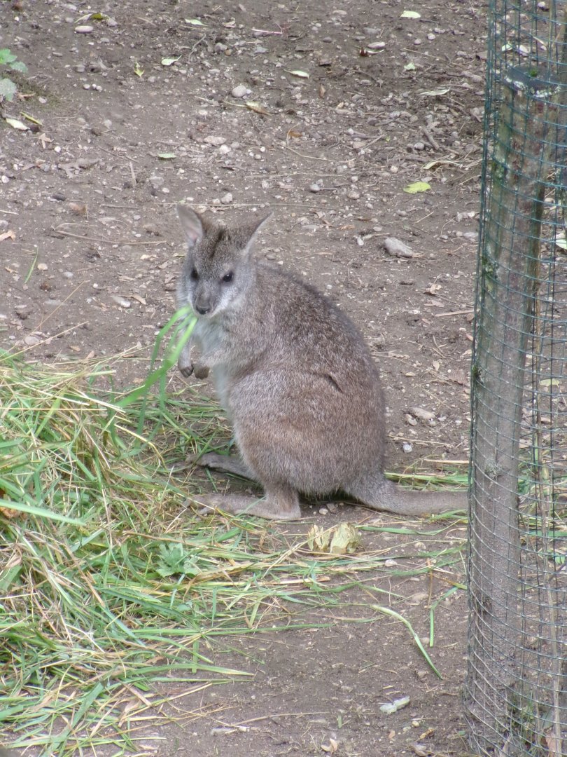 Parma wallaby