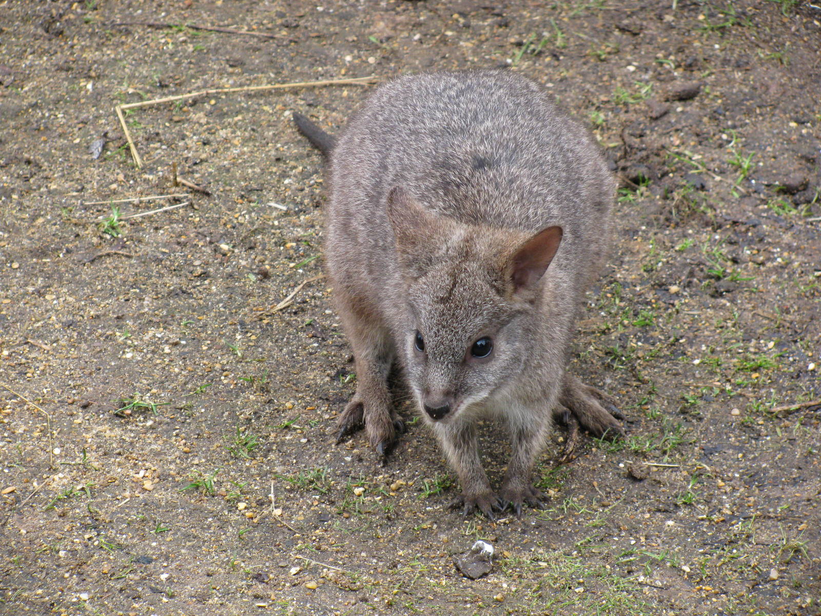 Parma Wallaby