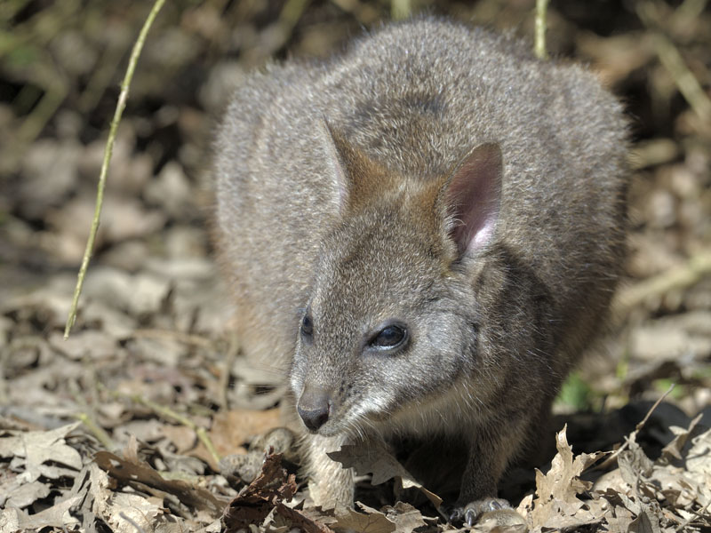 Parma wallaby