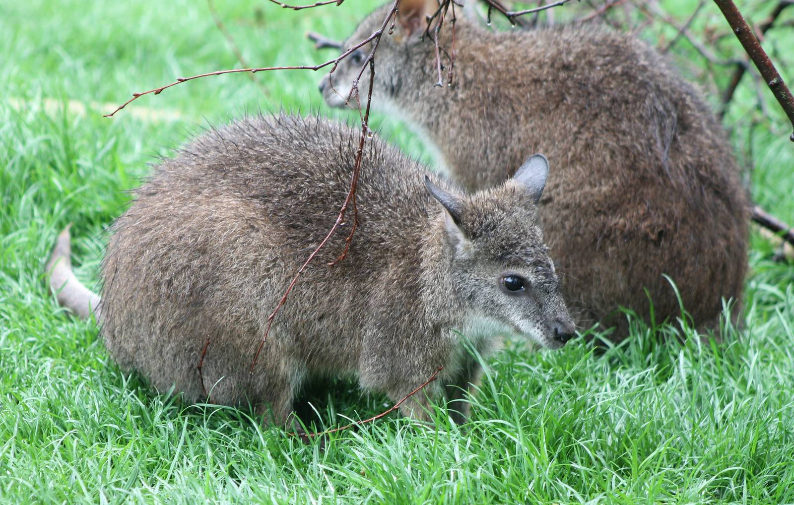 Parma wallaby's