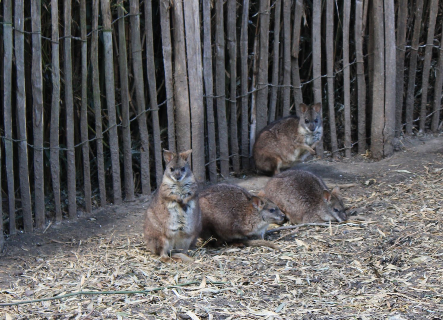 Parma wallaby's