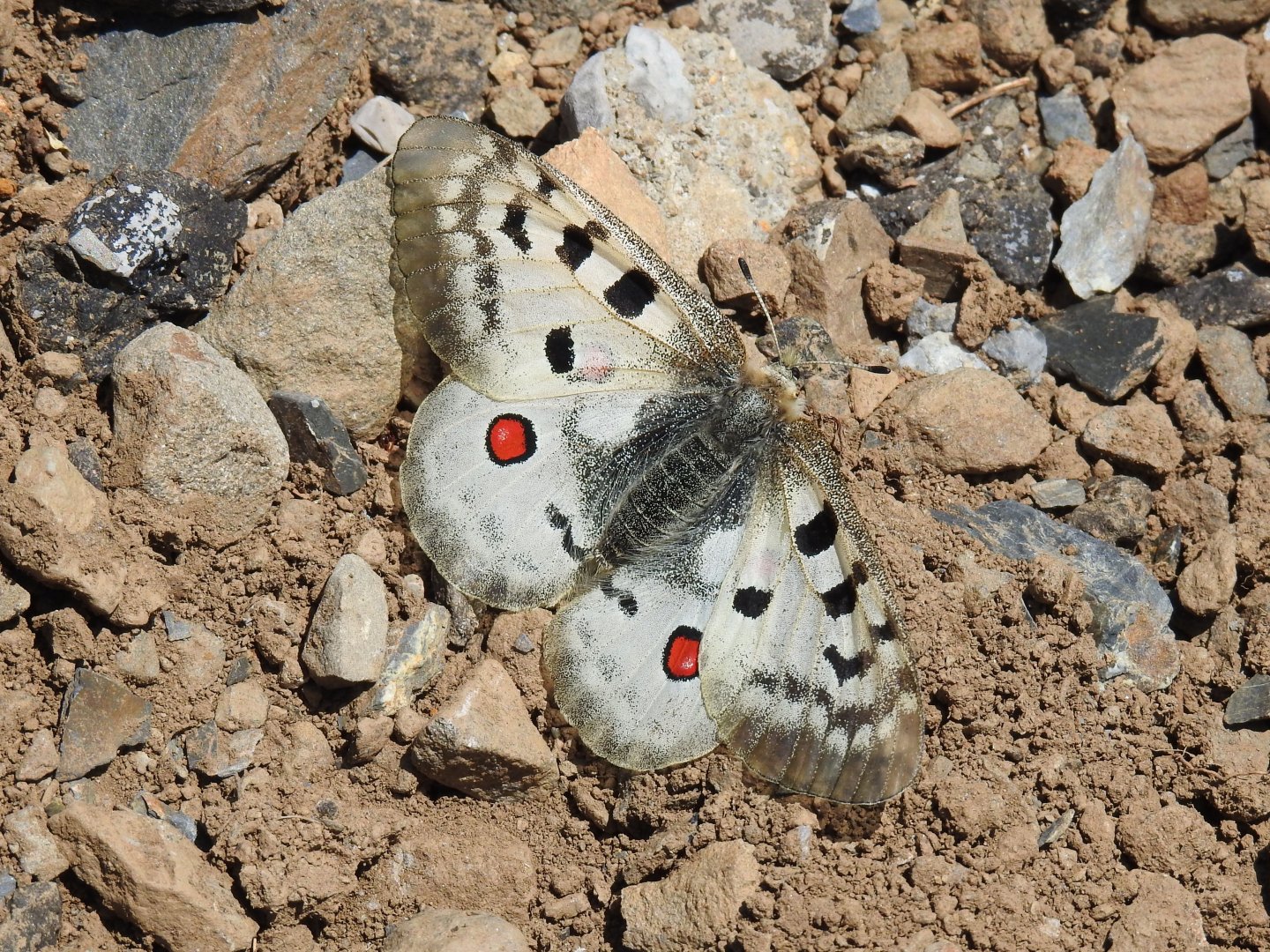 Parnassius apollo