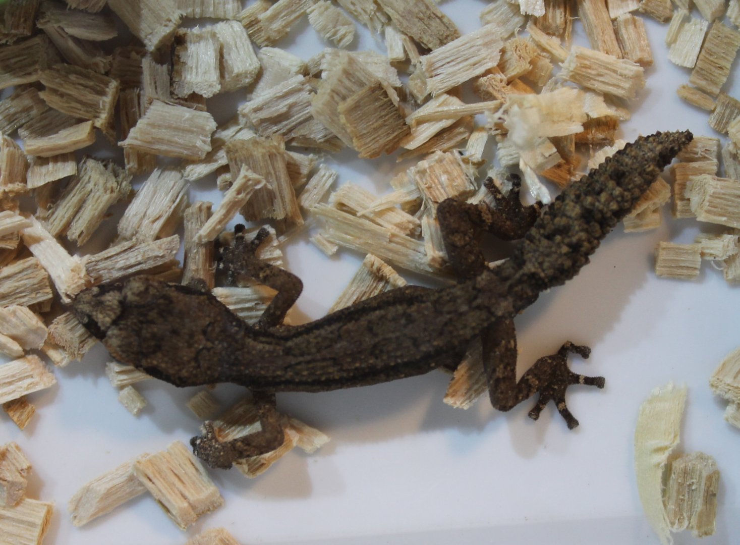 Paroedura androyensis