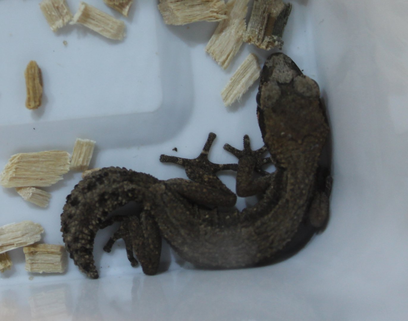 Paroedura androyensis