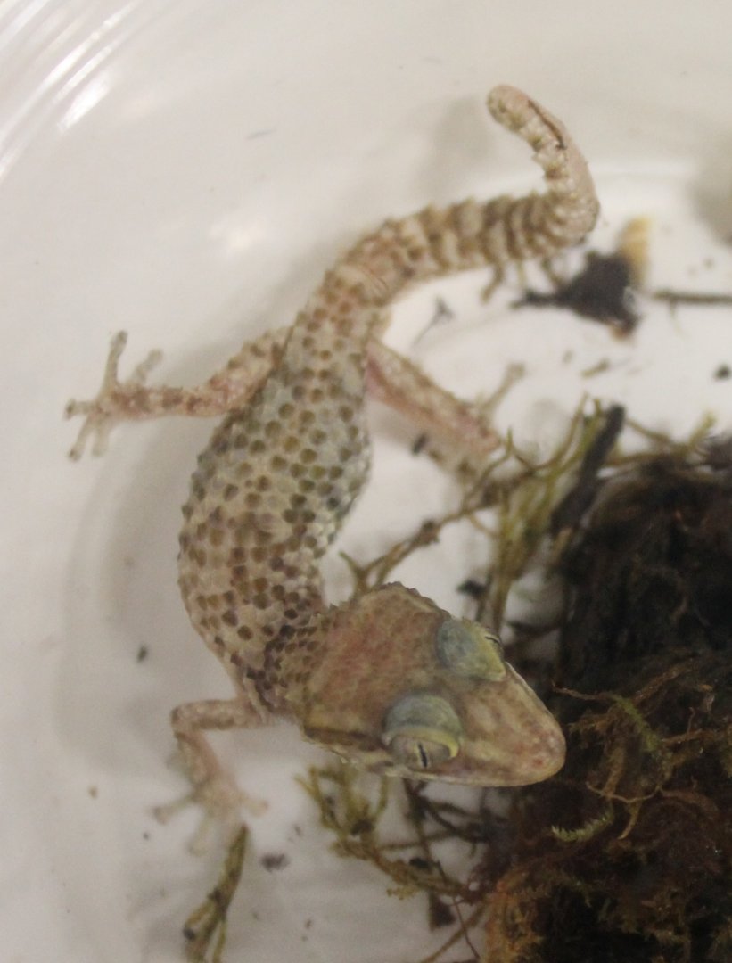 Paroedura stumpfii (?)