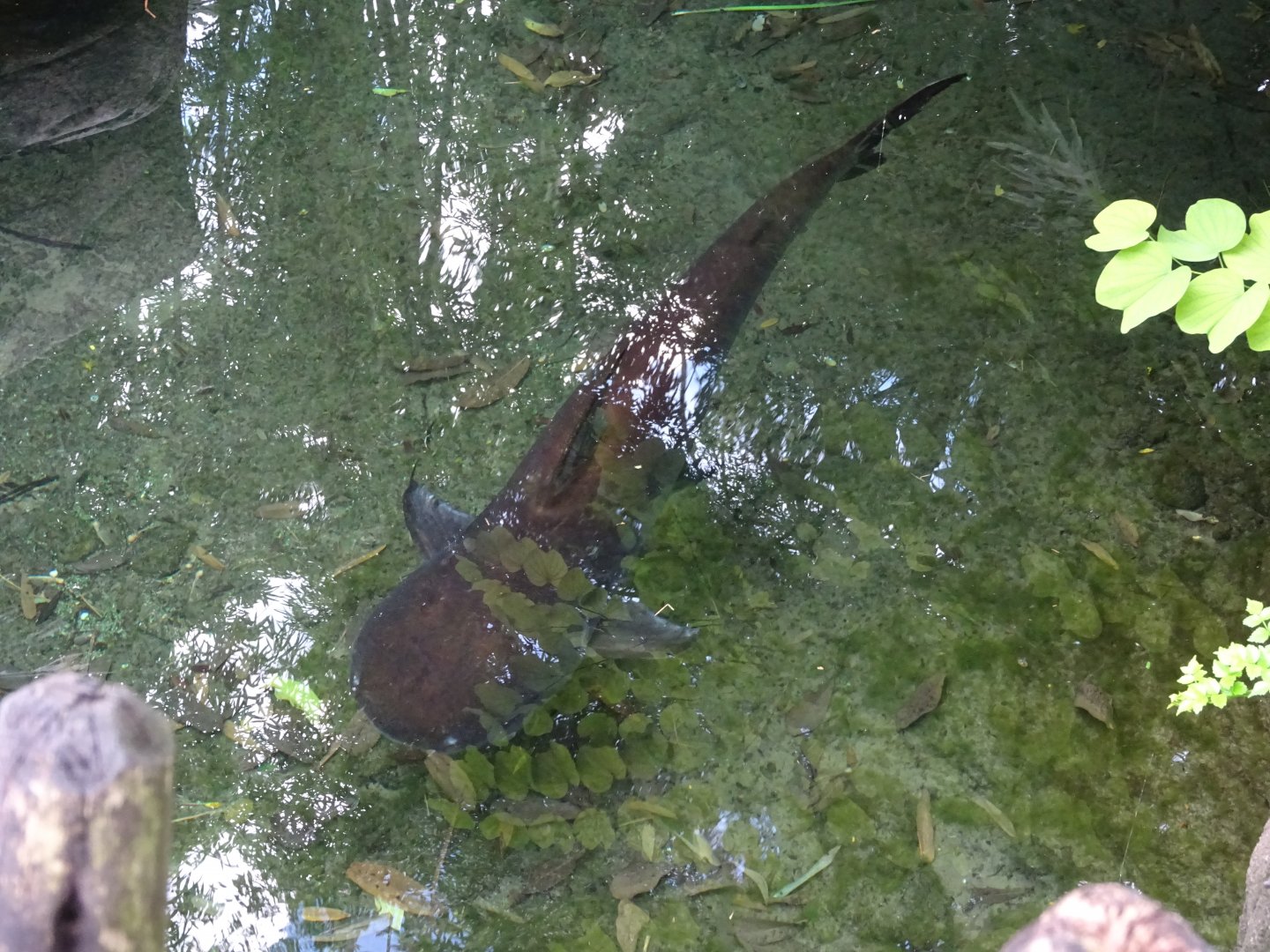 Paroon Shark at Disney's Animal Kingdom (2014)