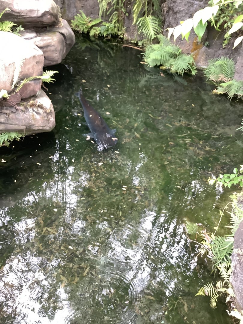Paroon Shark Catfish (Pangasius sanitwongsei) 3/18/24