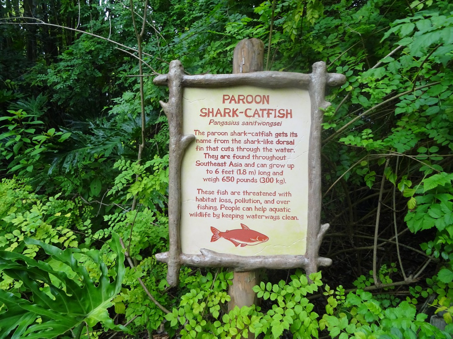 Paroon Shark-Catfish Signage at Disney's Animal Kingdom (2014)