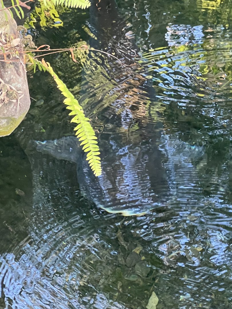 Paroon Shark Catfish