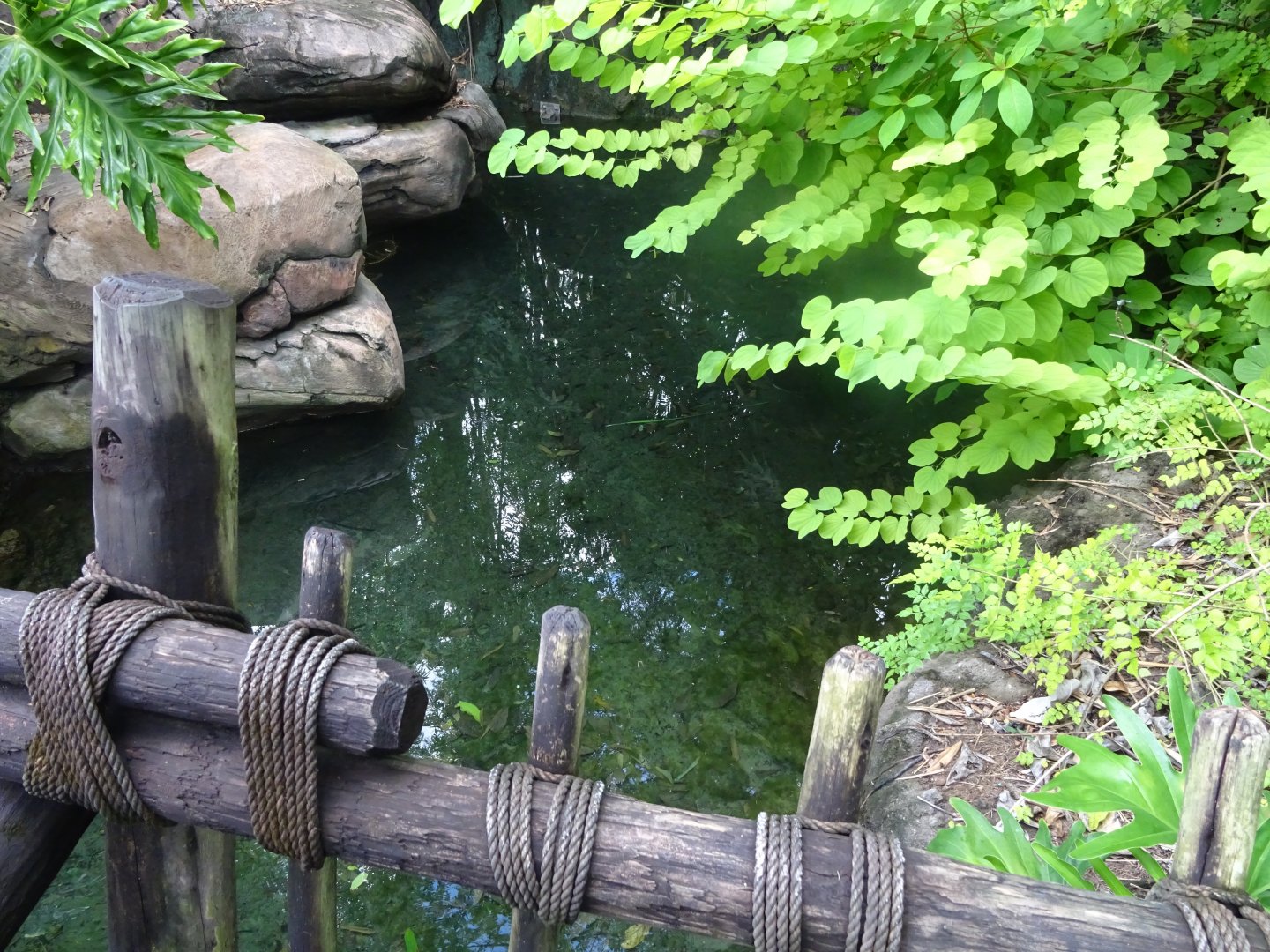 Paroon Shark Enclosure at Disney's Animal Kingdom (2014)