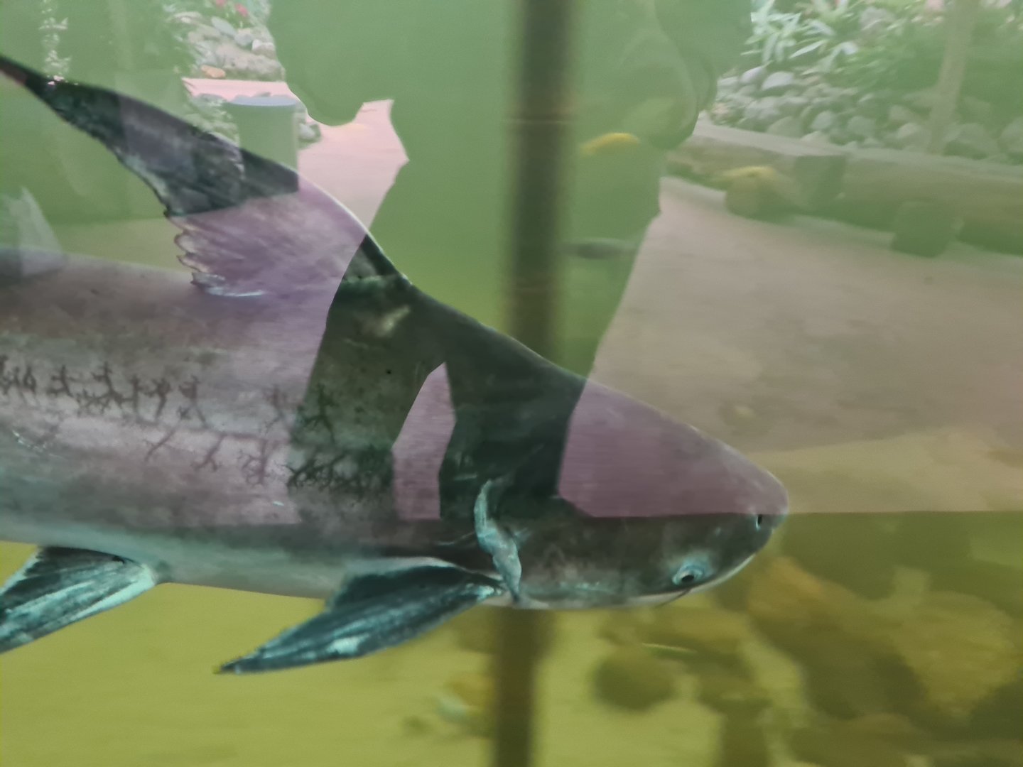 Paroon shark in Pankong river