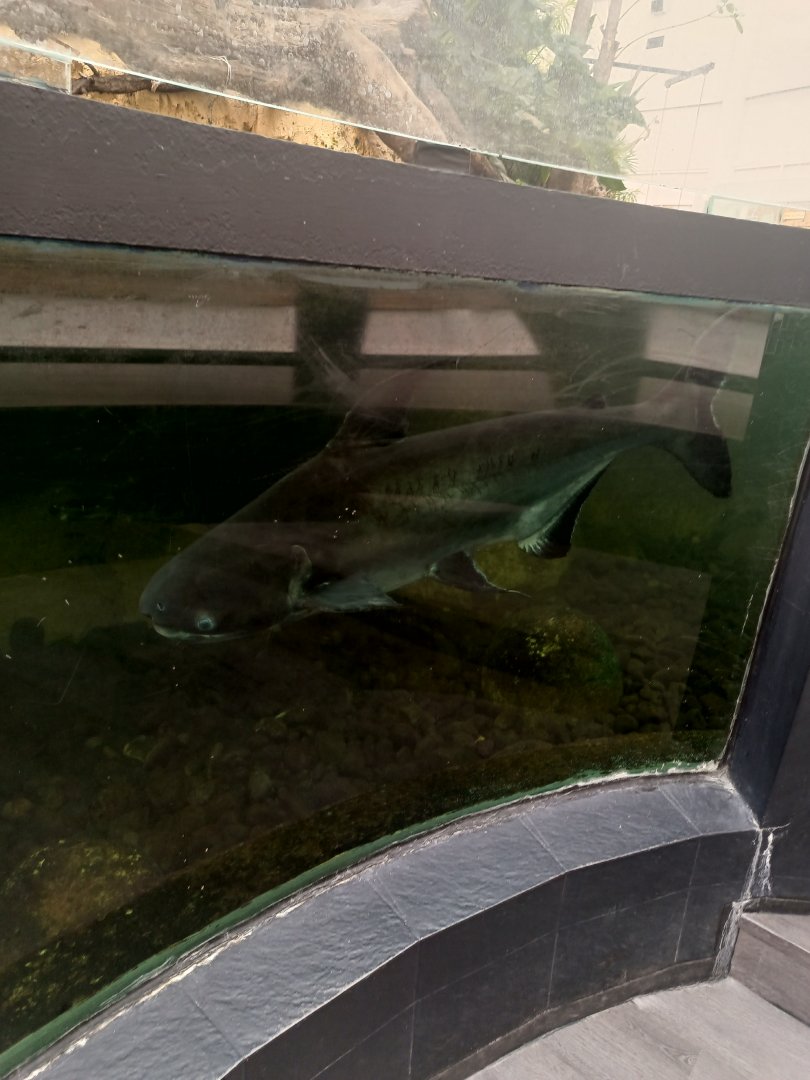 Paroon Shark (Pangasius sanitwongsei)