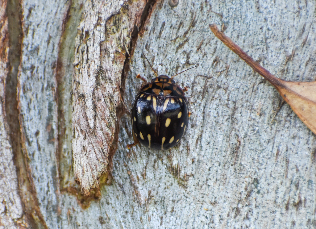 Paropsisterna anomala