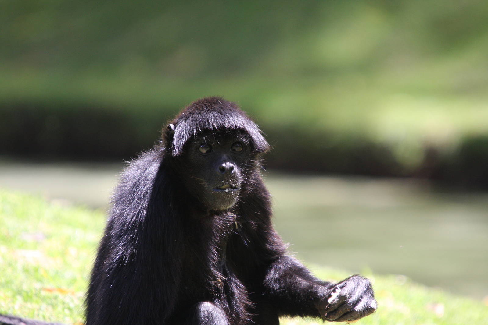 Parque Jaime Duque 2012