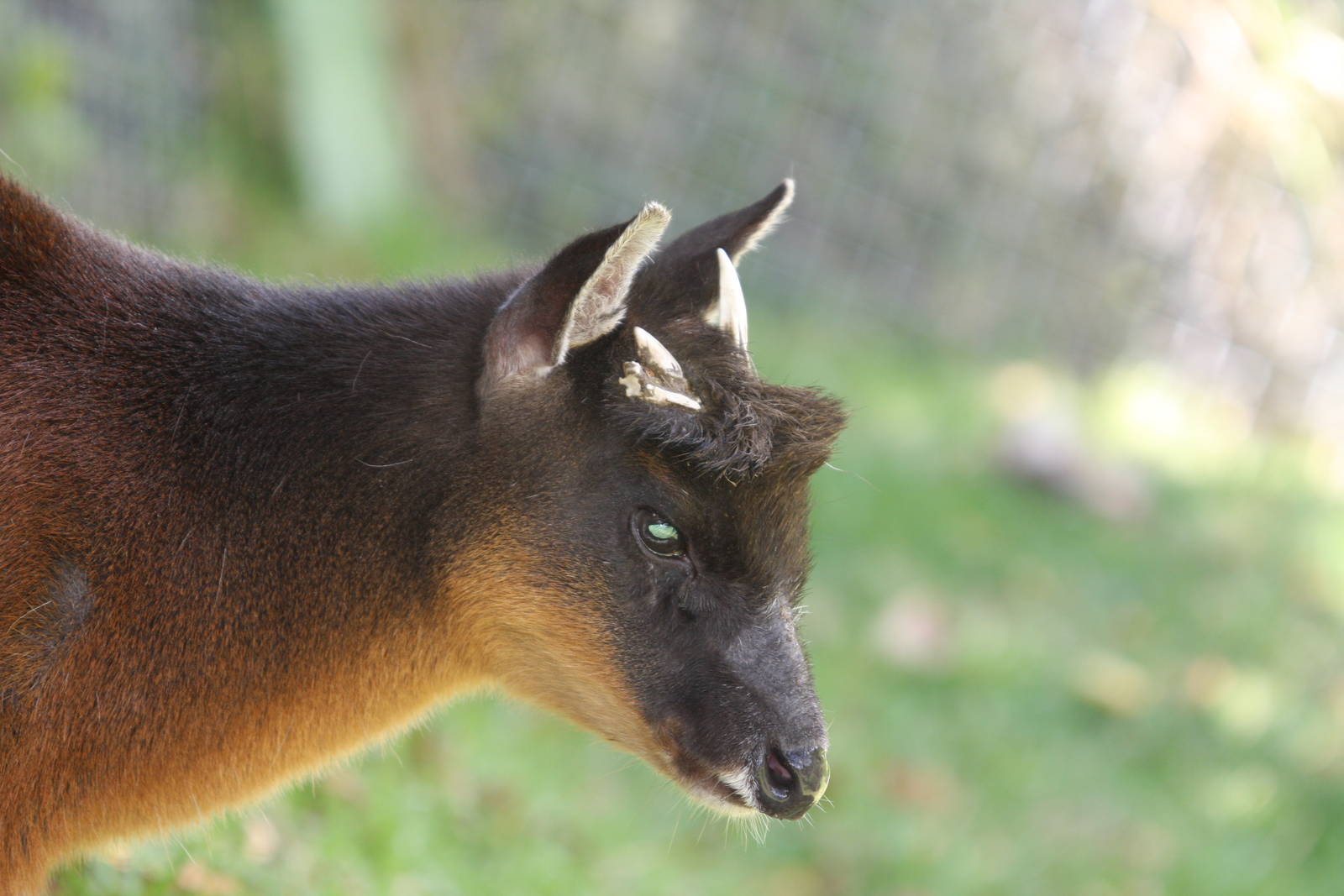 Parque Jaime Duque 2012