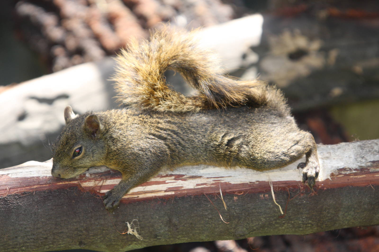 Parque Jaime Duque 2012