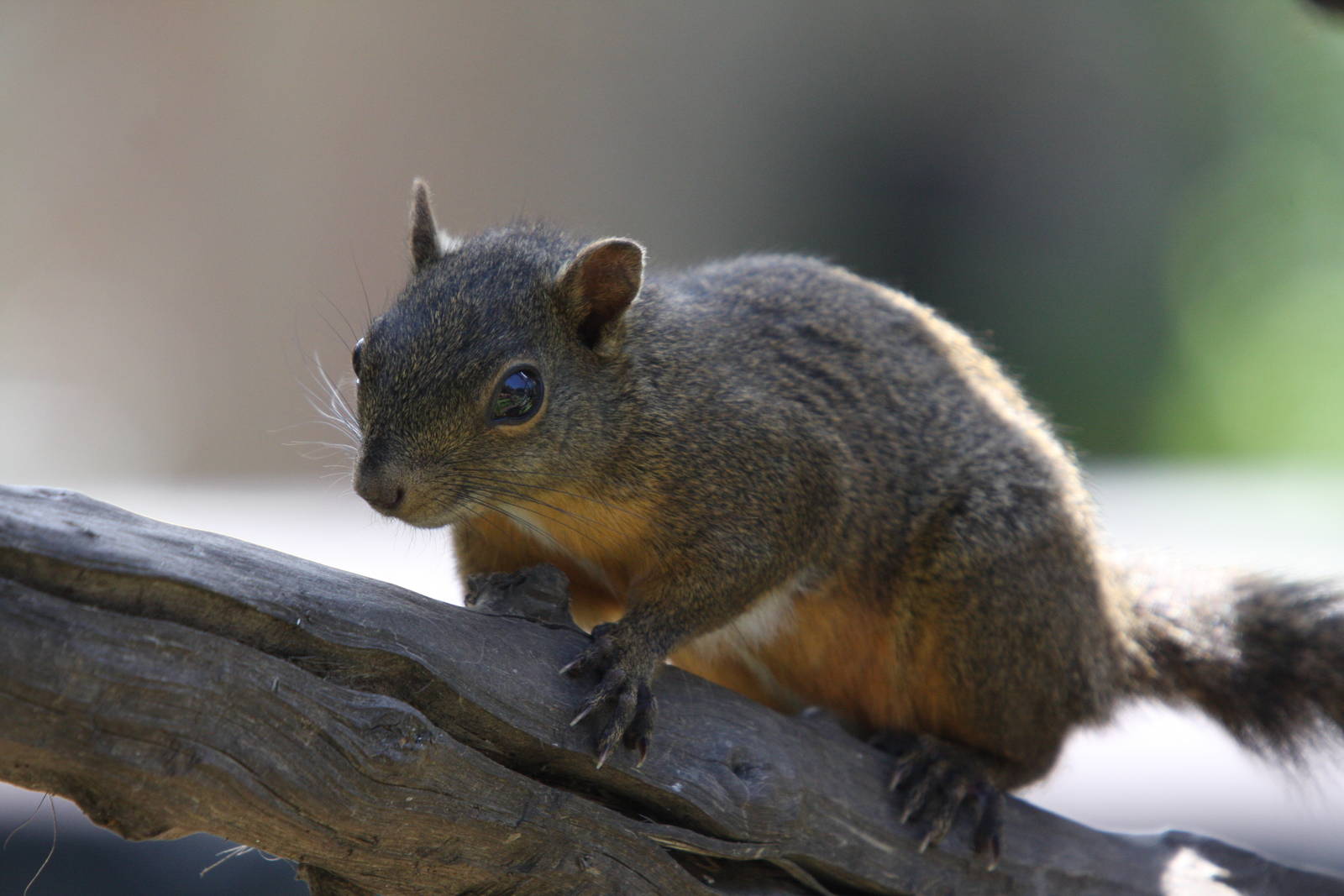 Parque Jaime Duque 2012