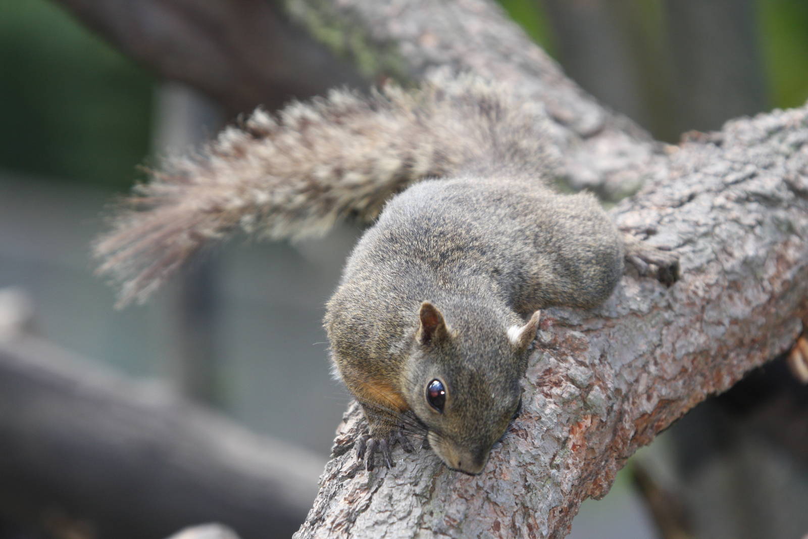 Parque Jaime Duque 2012