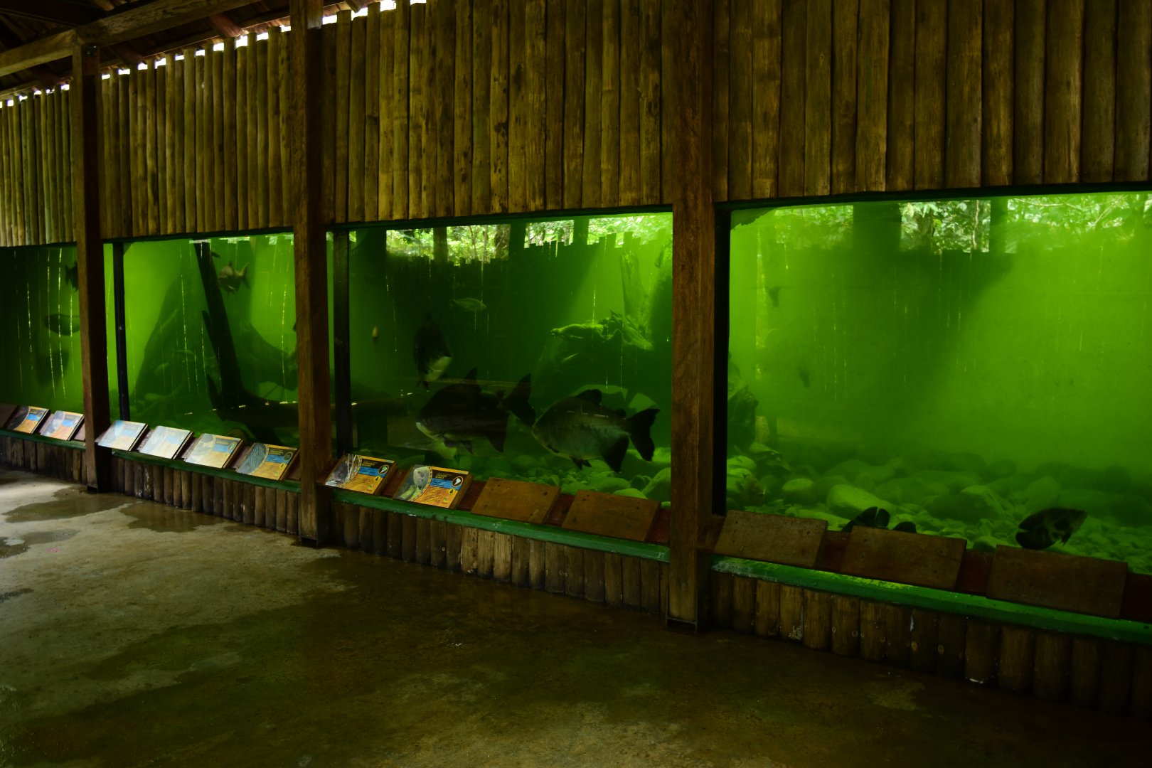 Parque Suruma - Amazonian aquarium