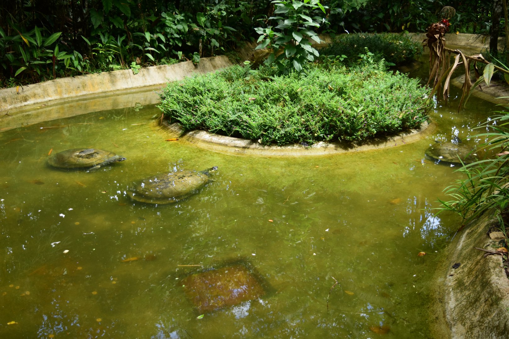 Parque Suruma - Arrau turtle (Podocnemis expansa) exhibit