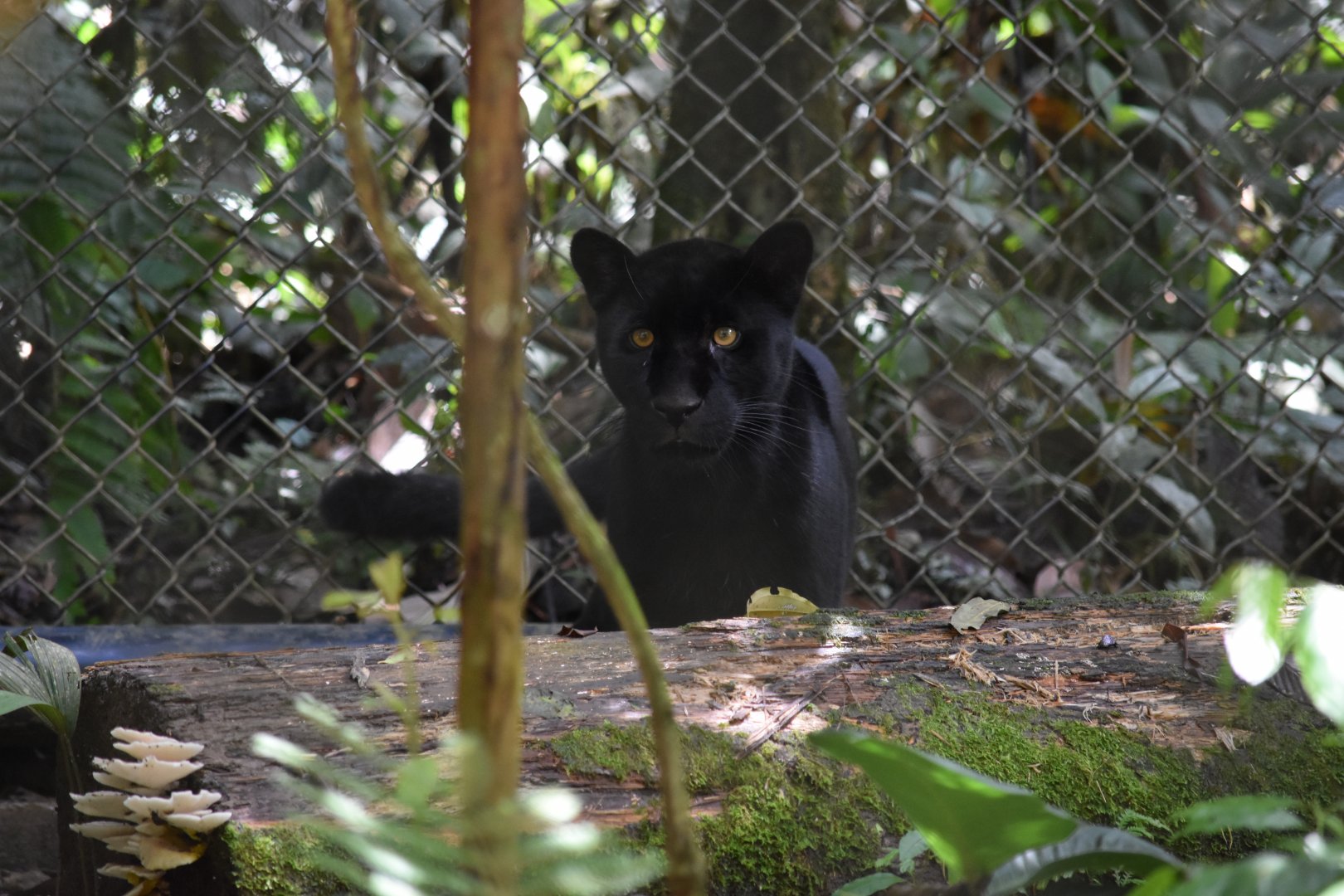 Parque Suruma - Black Jaguar