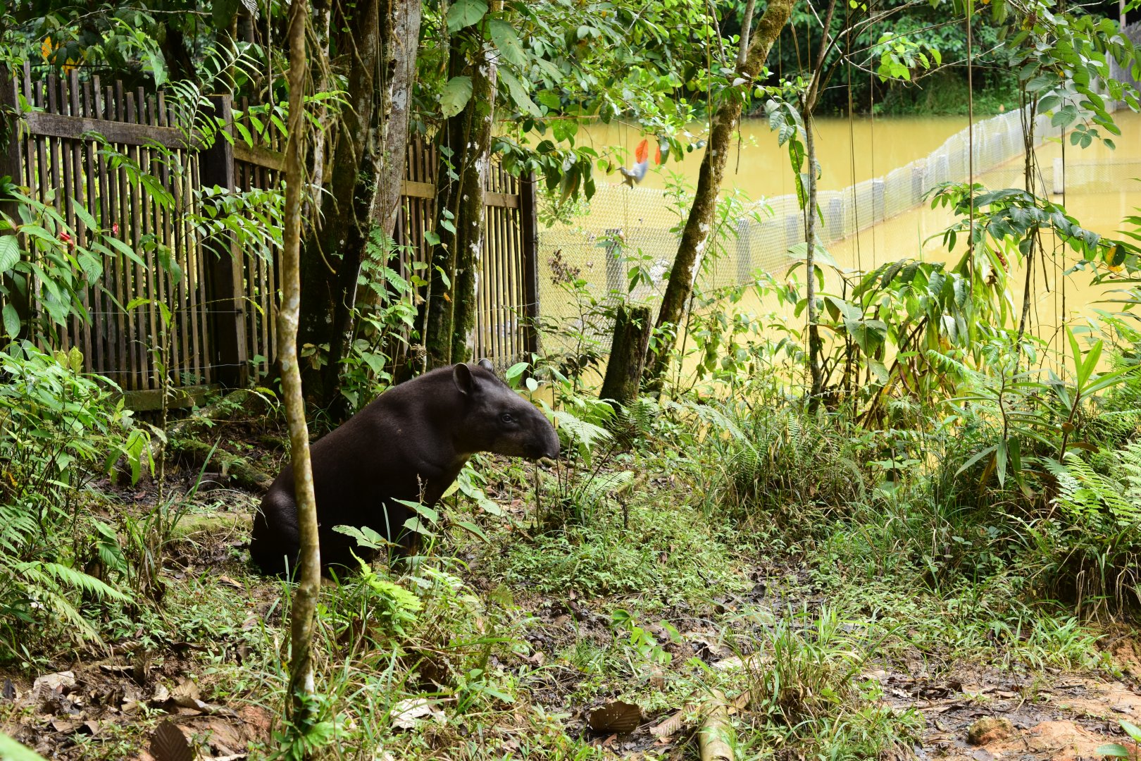 Parque Suruma - Lowland Tapir (Tapirus terrestris)