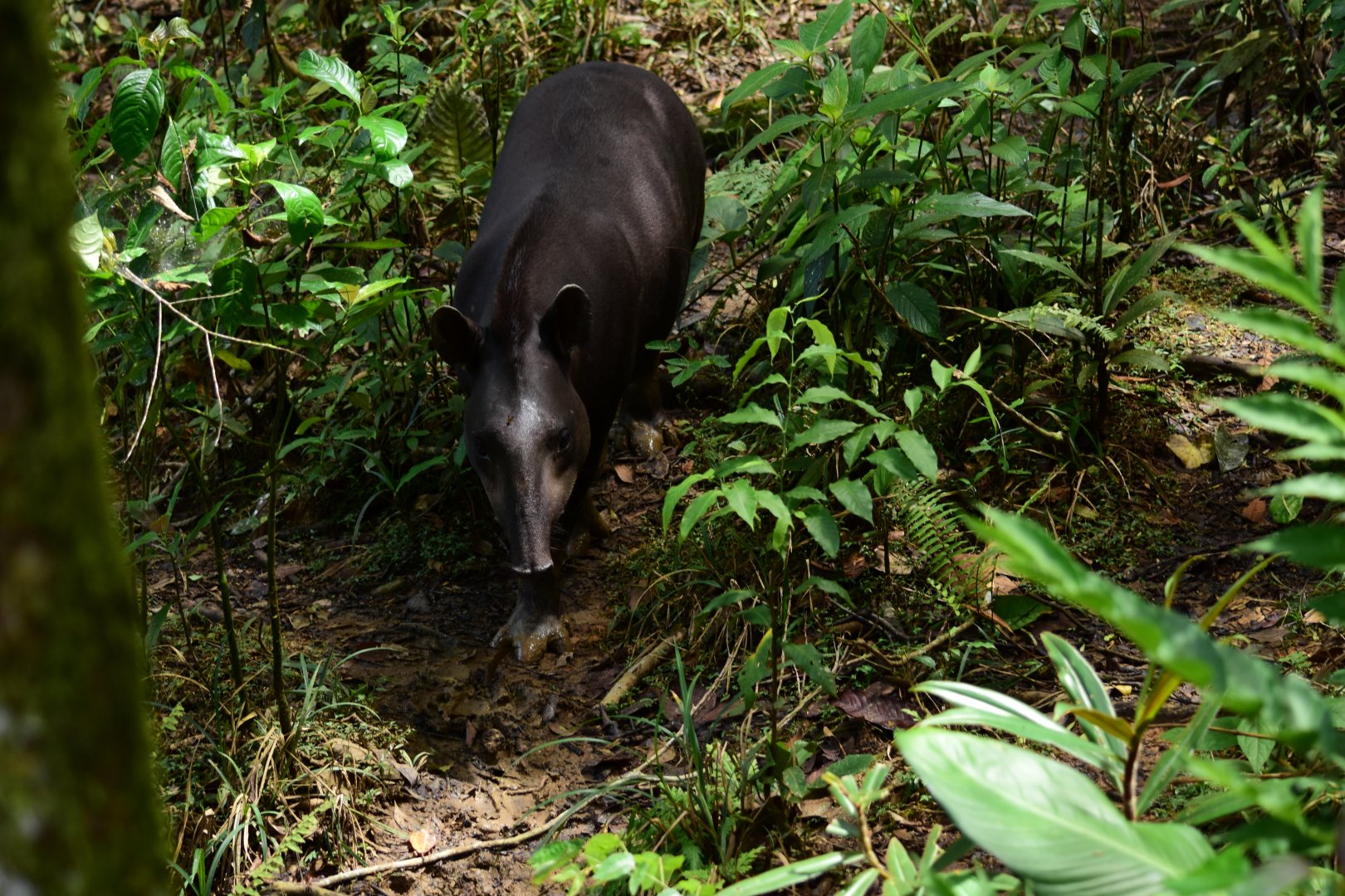 Parque Suruma - Lowland Tapir (Tapirus terrestris)