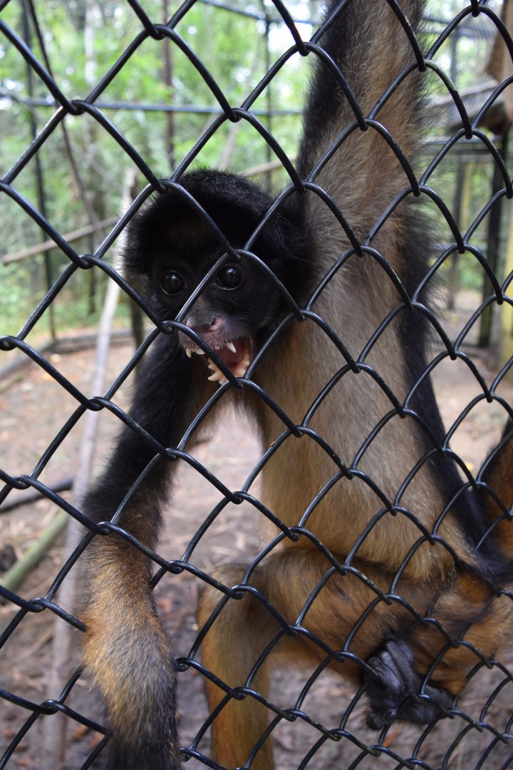Parque Suruma - White-bellied spider monkey (Ateles belzebuth)