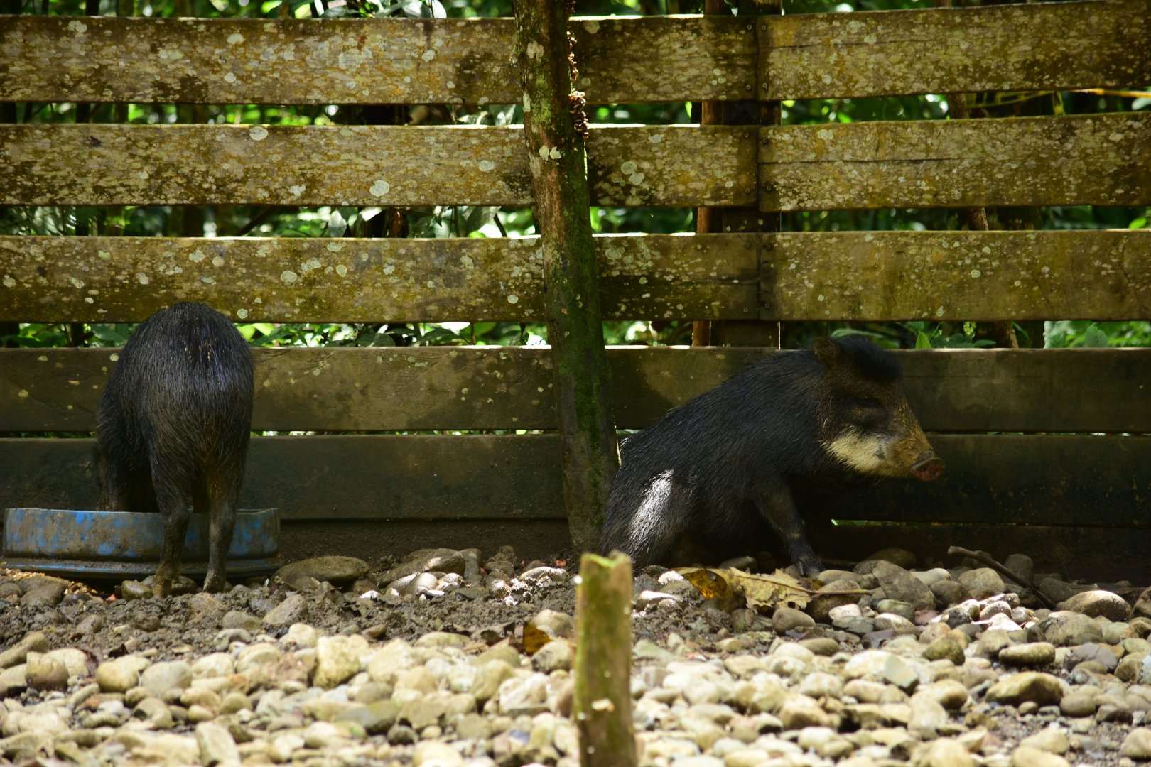 Parque Suruma - White-lipped Peccary (Tayassu pecari)