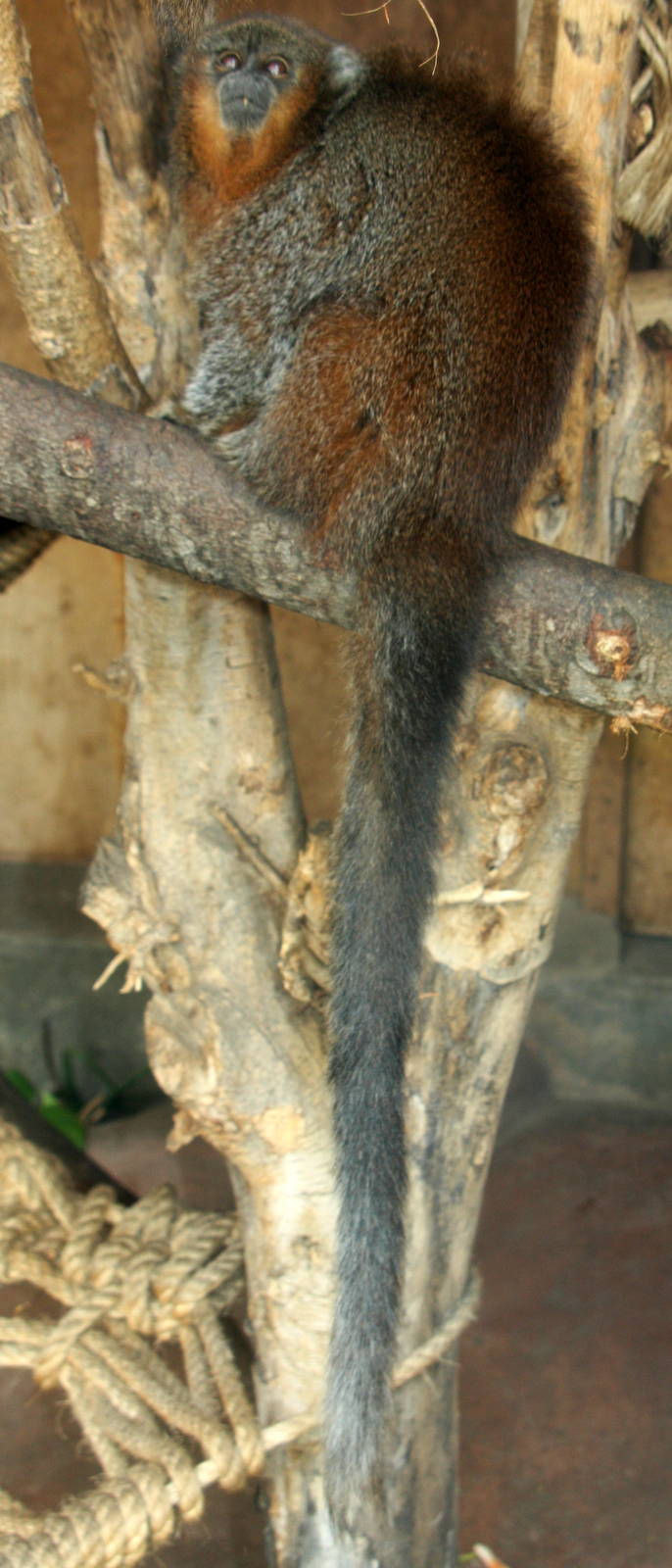 Parque Zoologicio Huachipa 2012