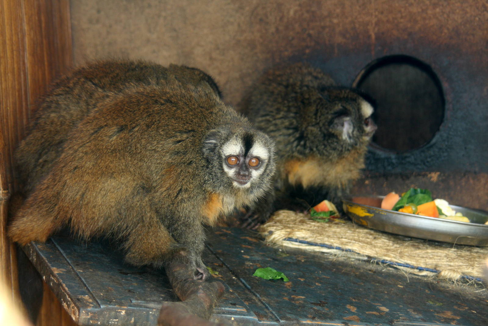 Parque Zoologico Huachipa 2012