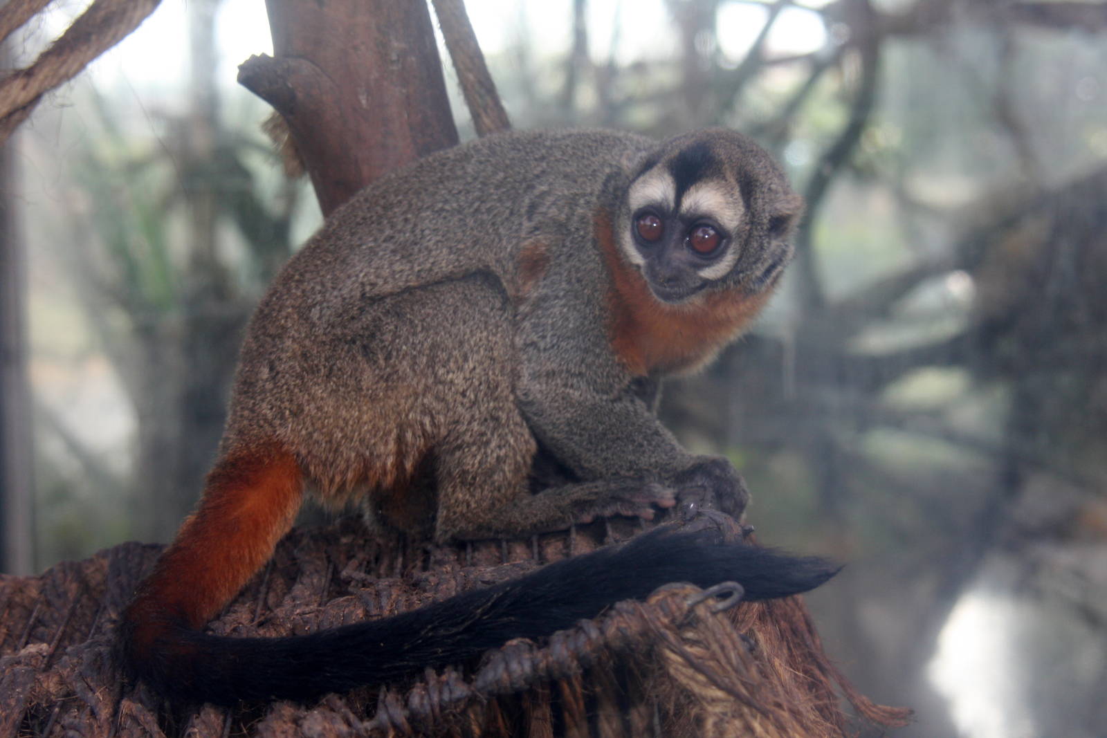 Parque Zoologico Huachipa 2012