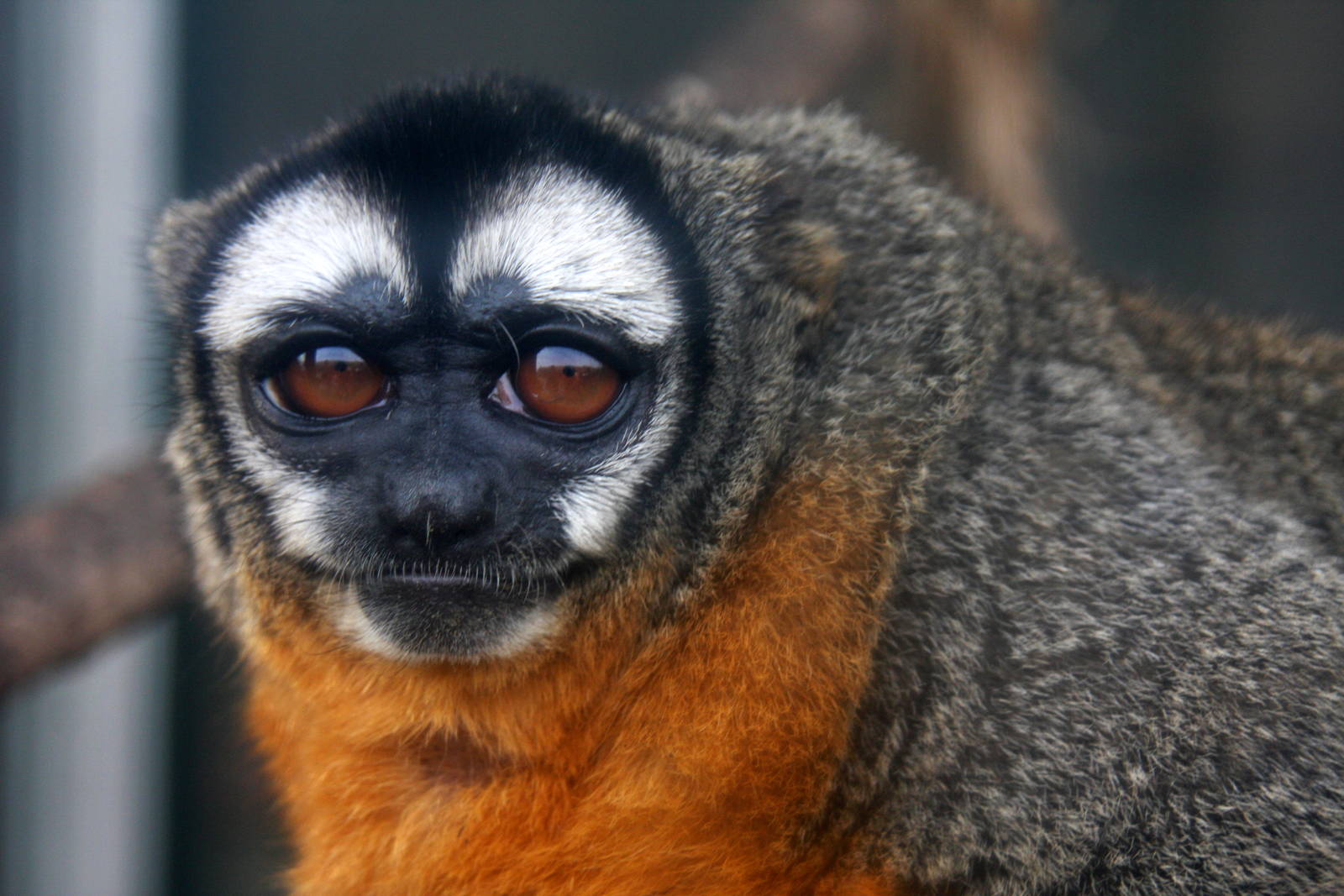 Parque Zoologico Huachipa 2012