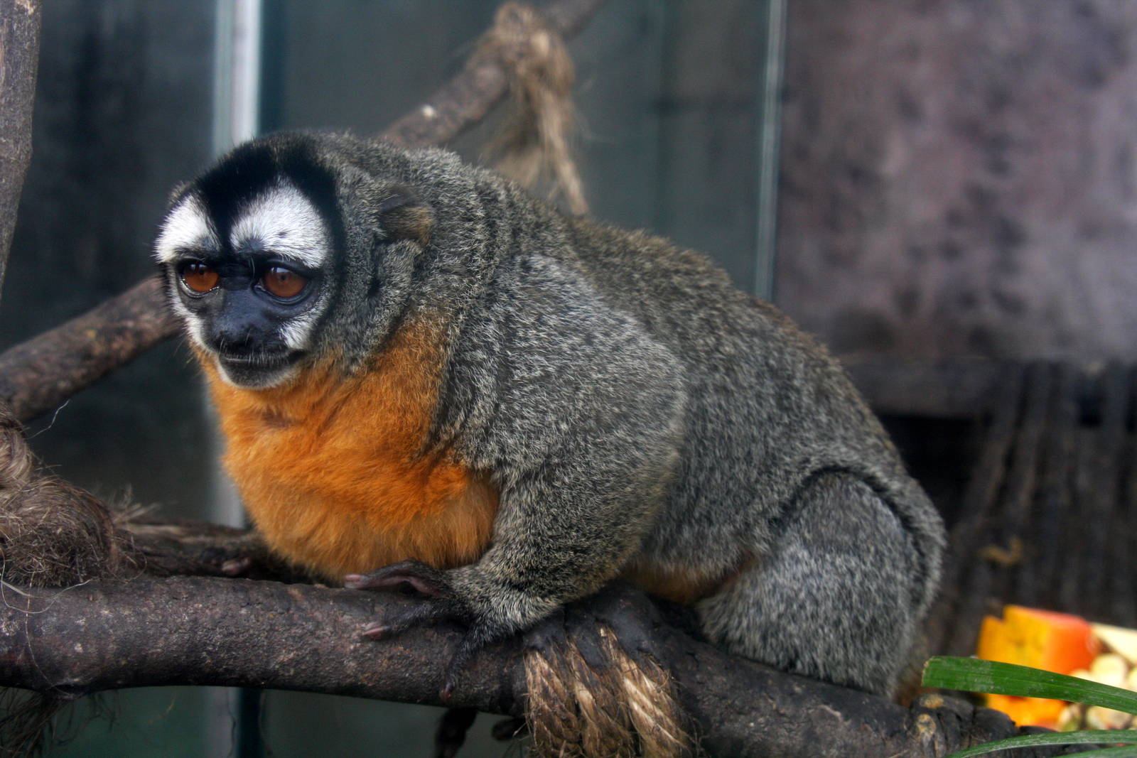 Parque Zoologico Huachipa 2012