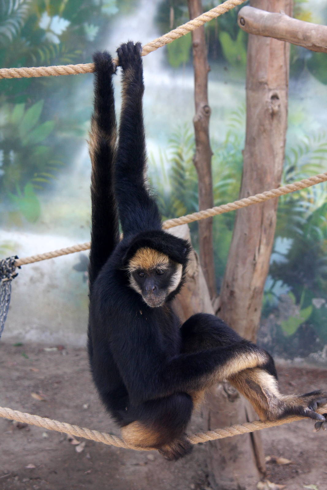 Parque Zoologico Huachipa 2012