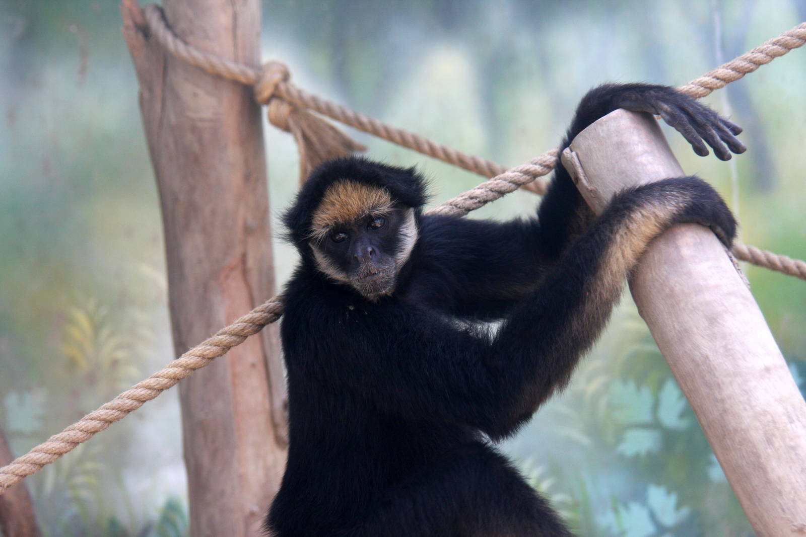 Parque Zoologico Huachipa 2012