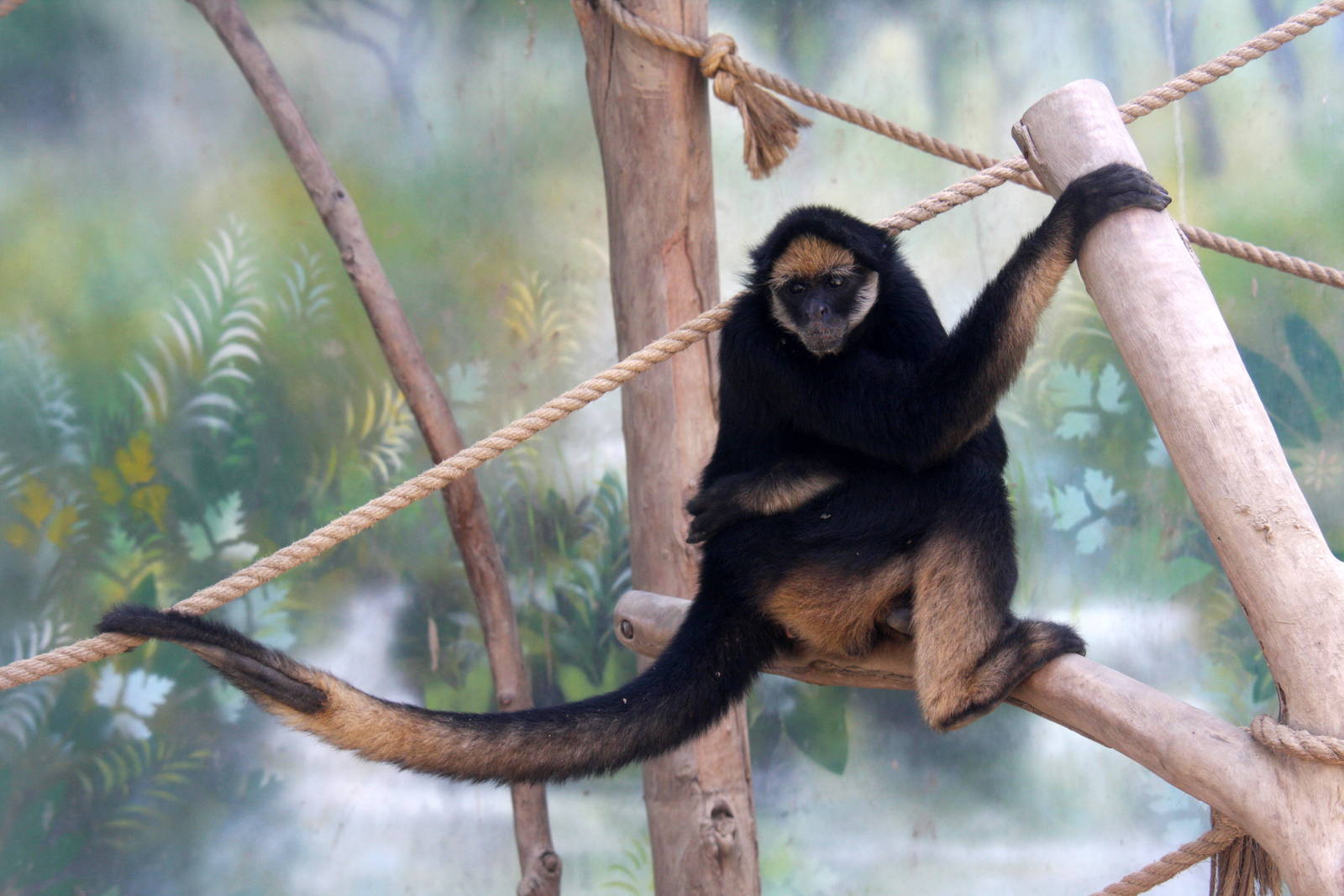 Parque Zoologico Huachipa 2012