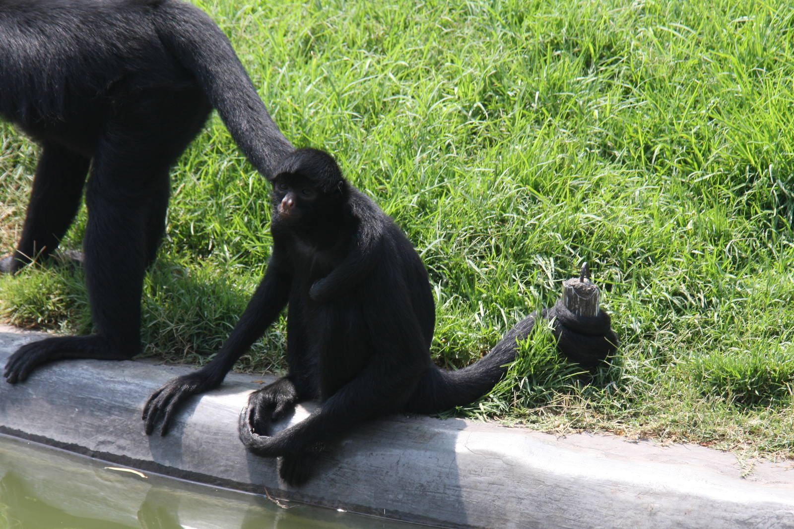 Parque Zoologico Huachipa 2012
