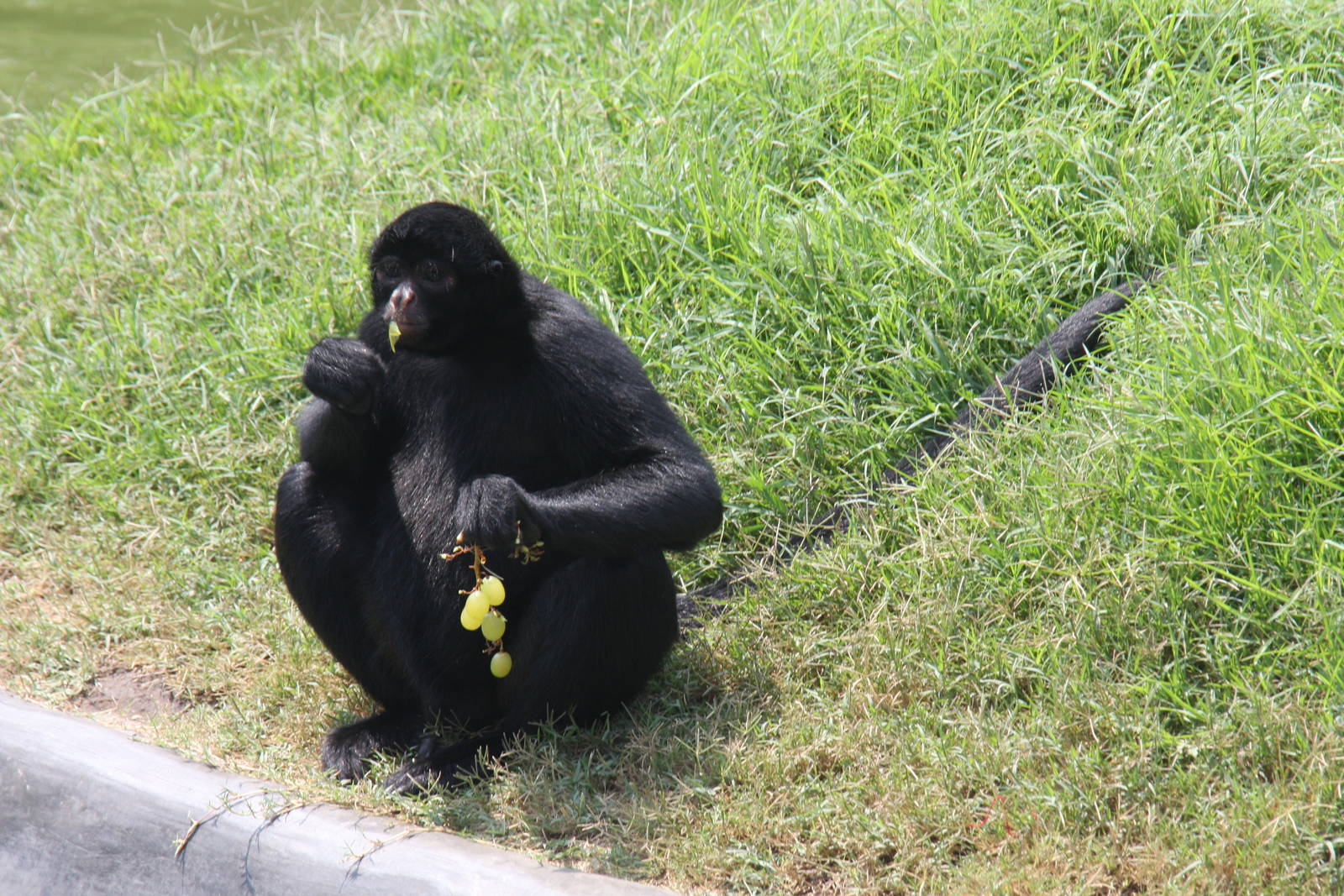Parque Zoologico Huachipa 2012