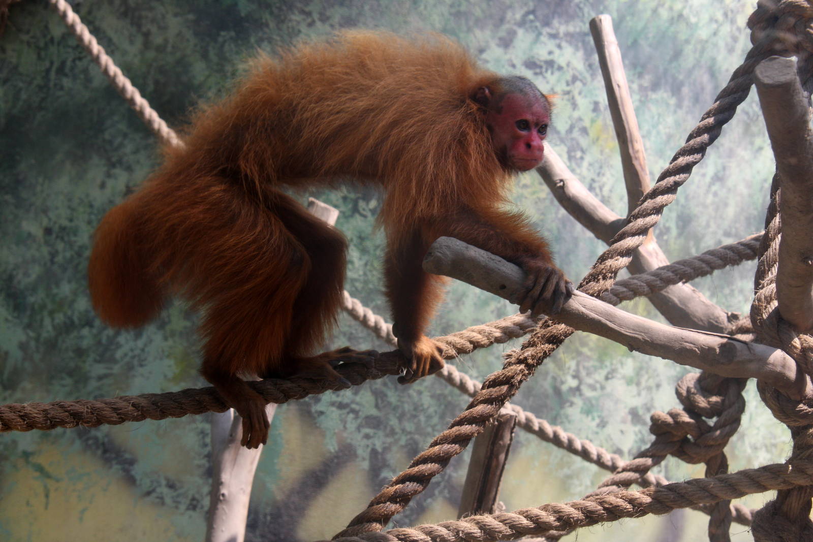 Parque Zoologico Huachipa 2012