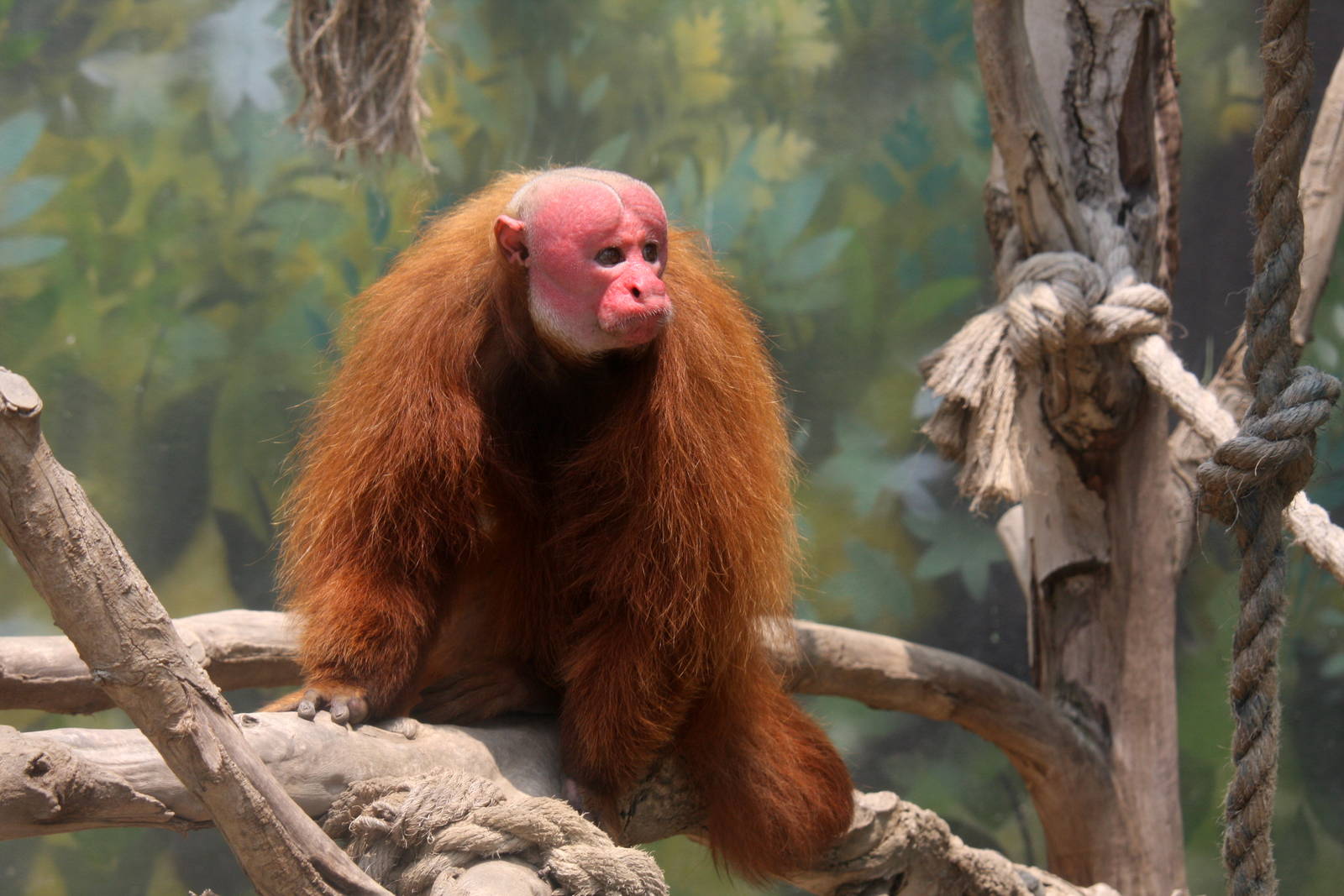 Parque Zoologico Huachipa 2012